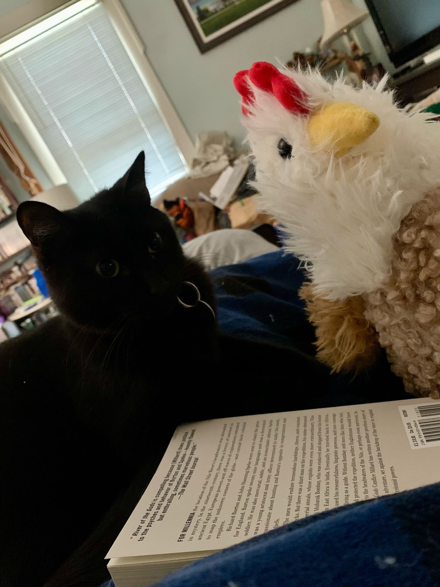 Picture of Salem next to the stuffed chicken my wife bought me as a cuddle pillow. After I snapped the photo, Salem pushed the chicken out of bed.