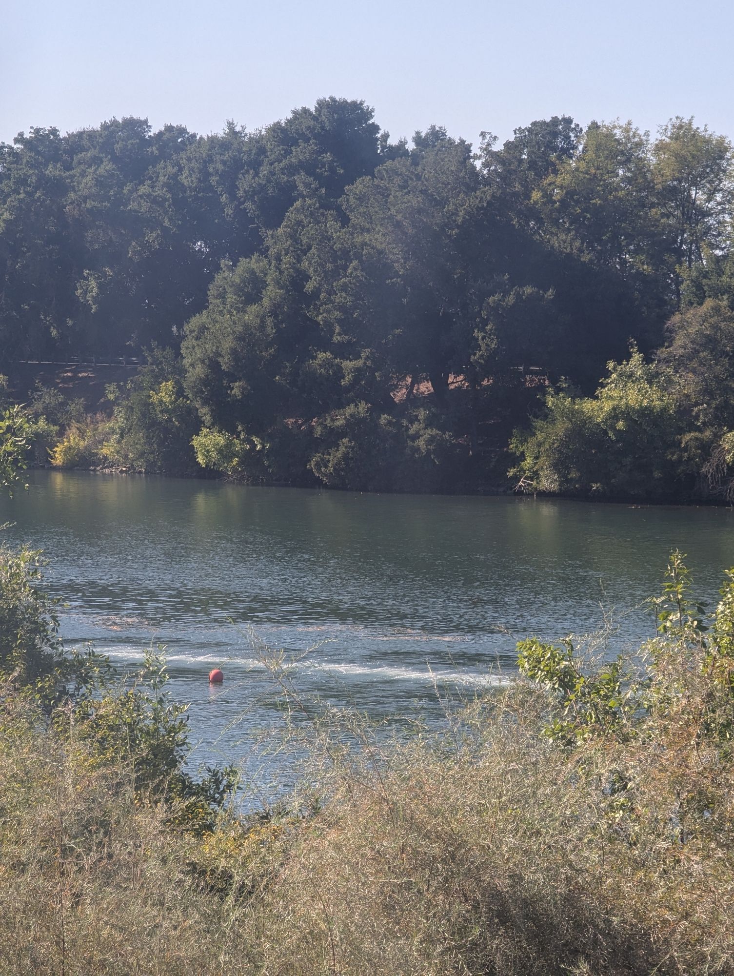 In this photo the bubbling surface tension has developed into an at least 30 foot long bubbling surface disruption. It appears as though a pipeline has burst as the bubbling is in a clear line across the river surface. Short river Bank brush in the foreground. A round red buoy in the river near the bubbling line. Trees and other riverside foliage in the distance on the other river bank.