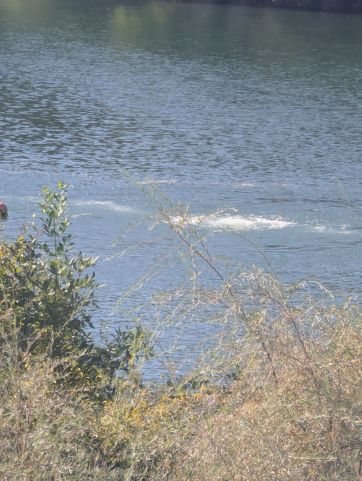 10 foot wide bubbling in the Sacramento River. Riverside foliage in foreground.