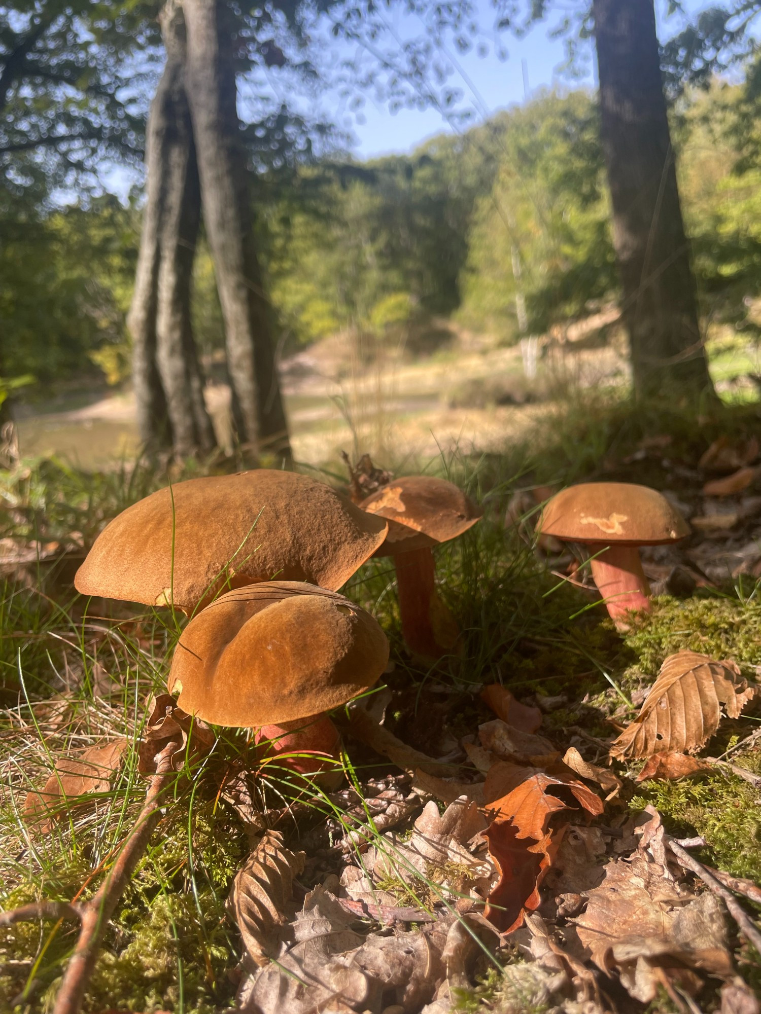 Famille de bolets à pied rouge