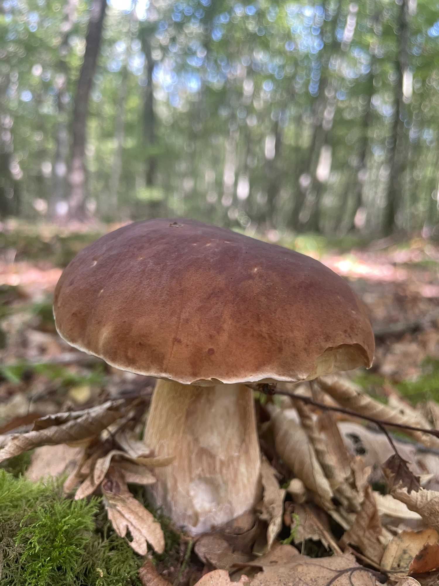 Cèpe dans la forêt