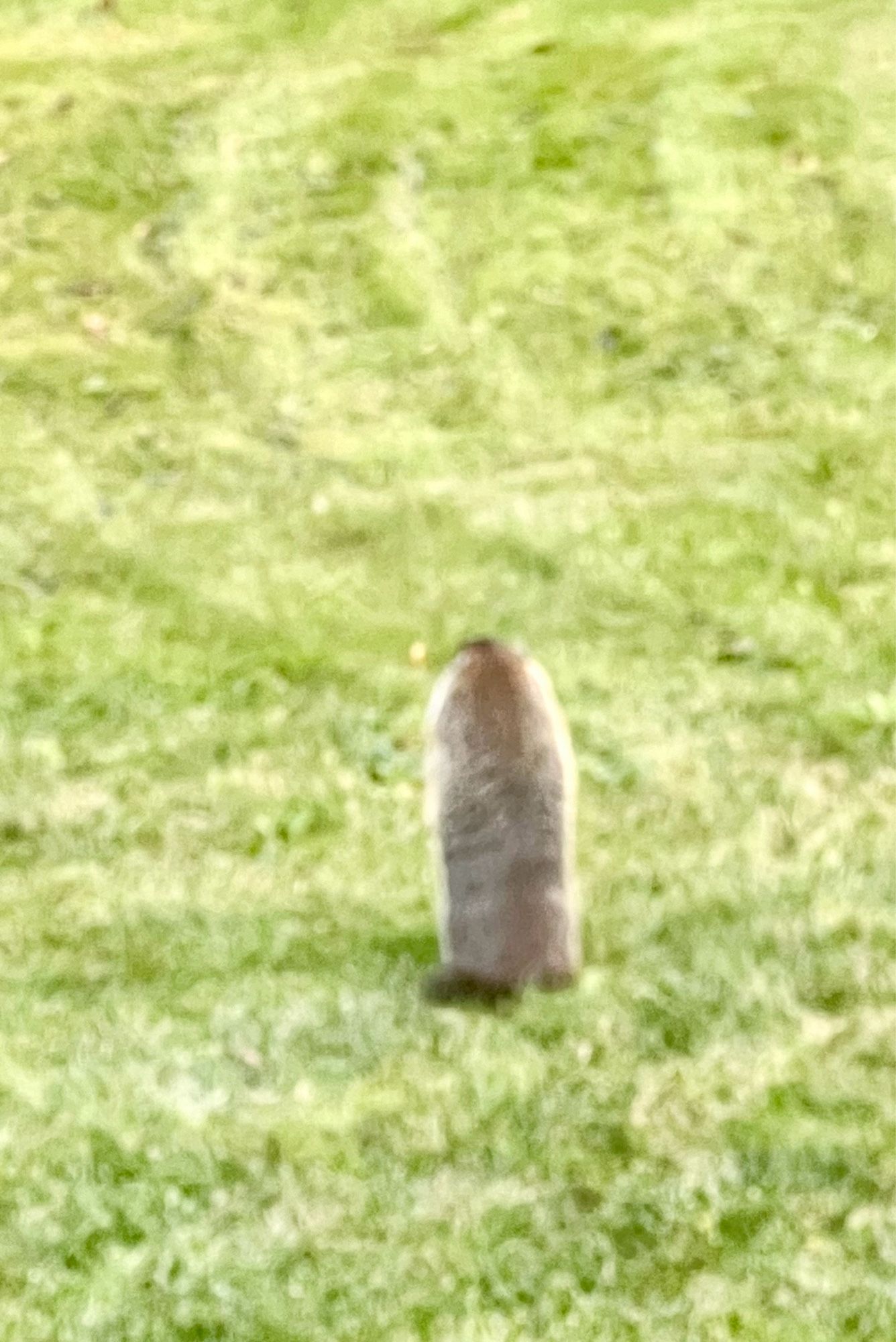 Groundhog standing up