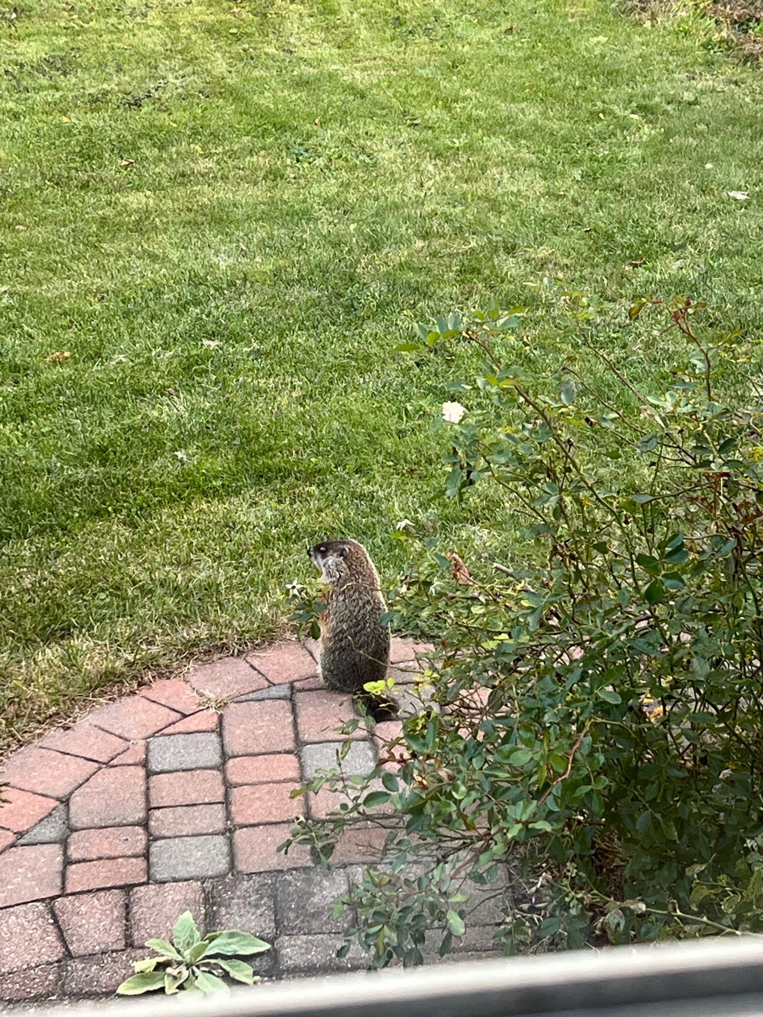 Groundhog standing up but on the patio