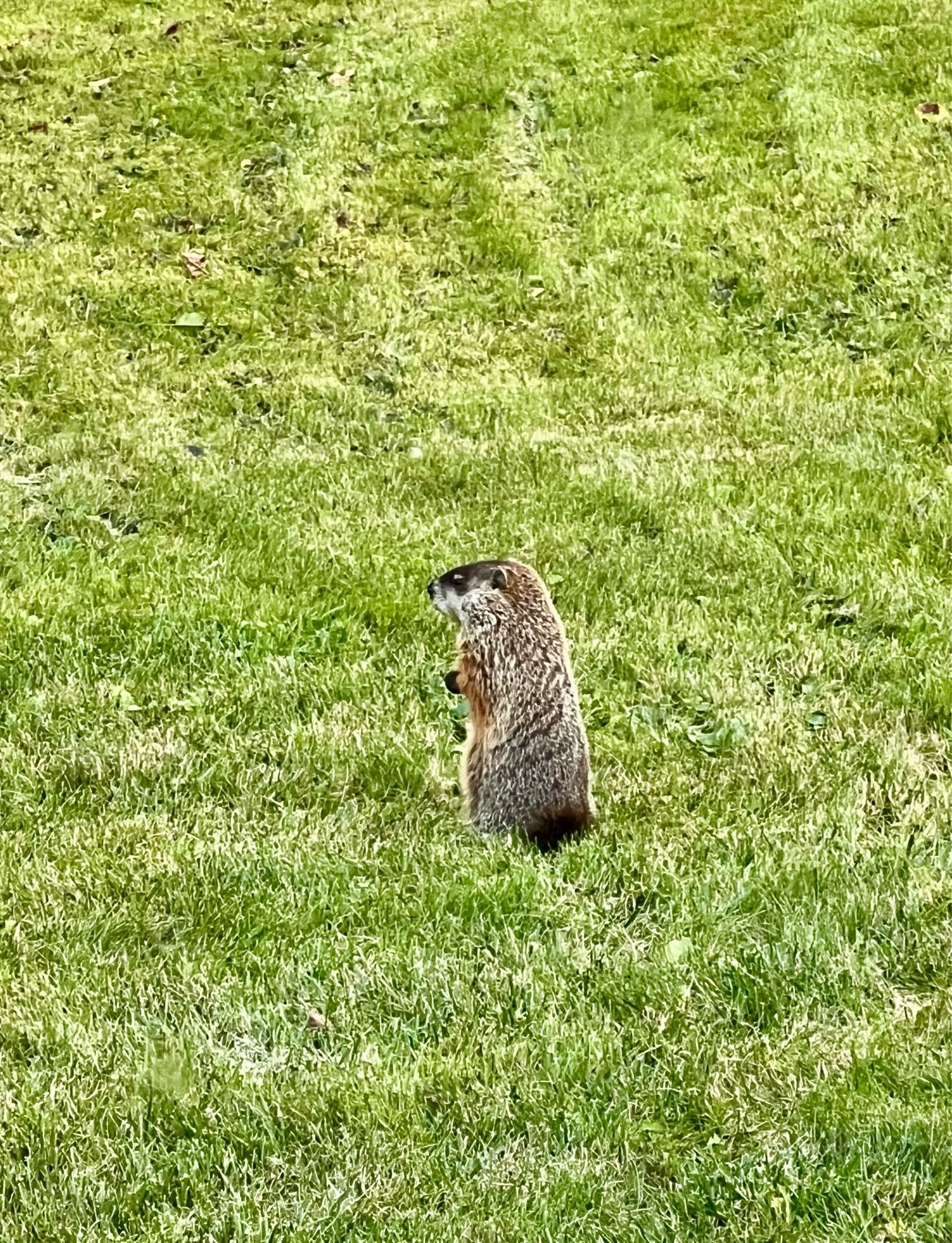 Groundhog still standing up