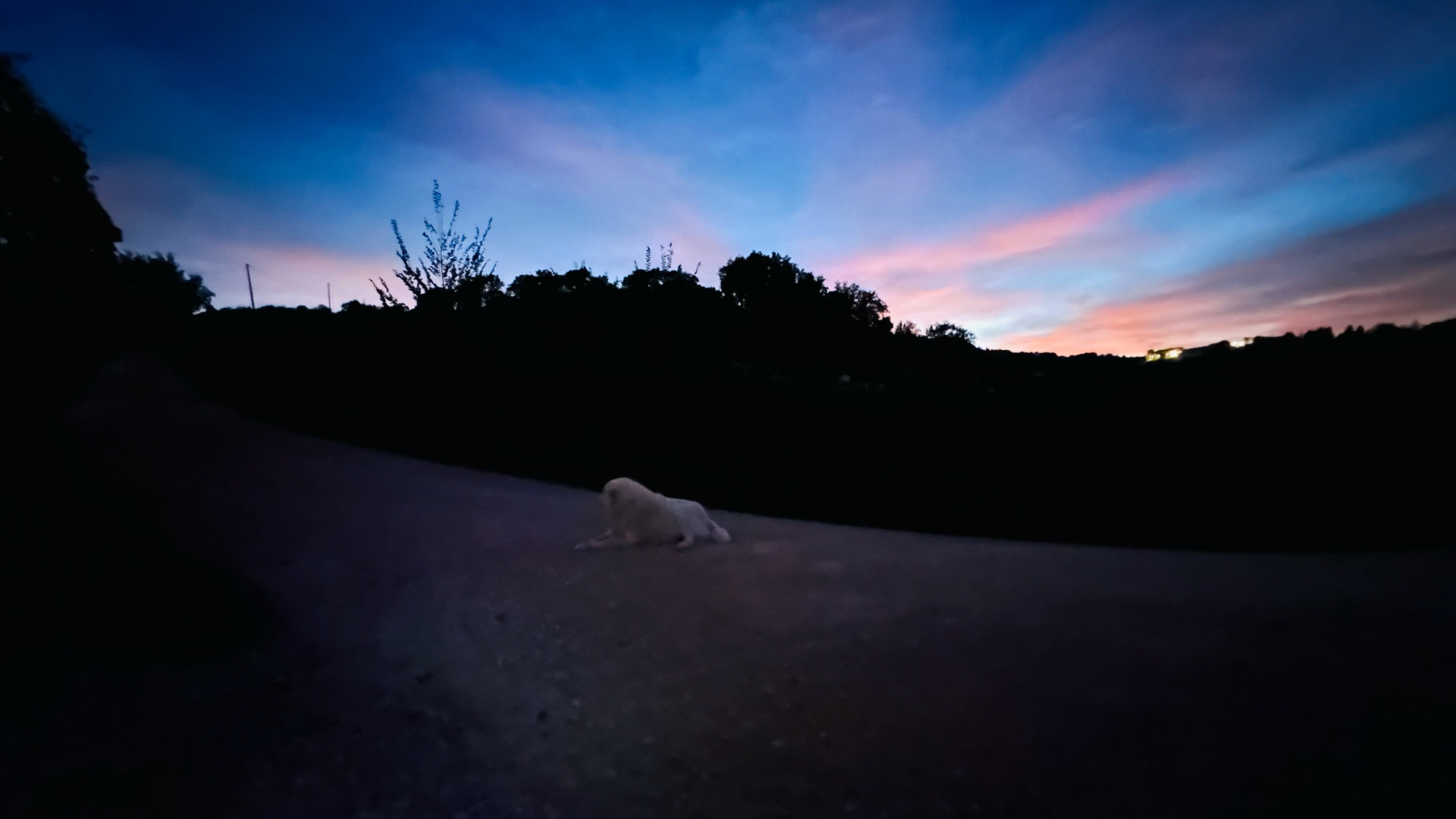 Maremanno dog Rocky. Guarding the perimeter