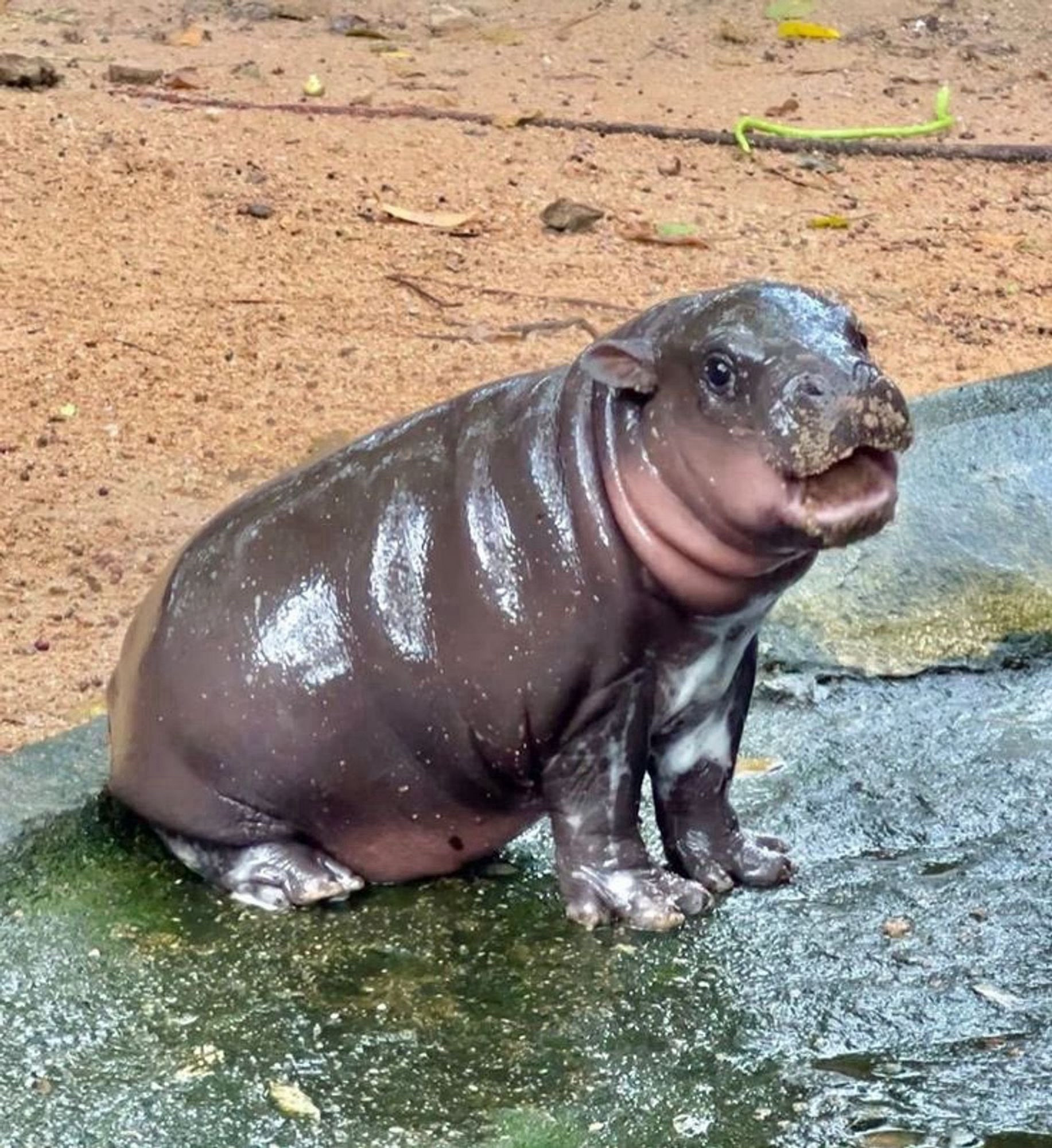 The celebrity hippo looking hopeful and shiny.