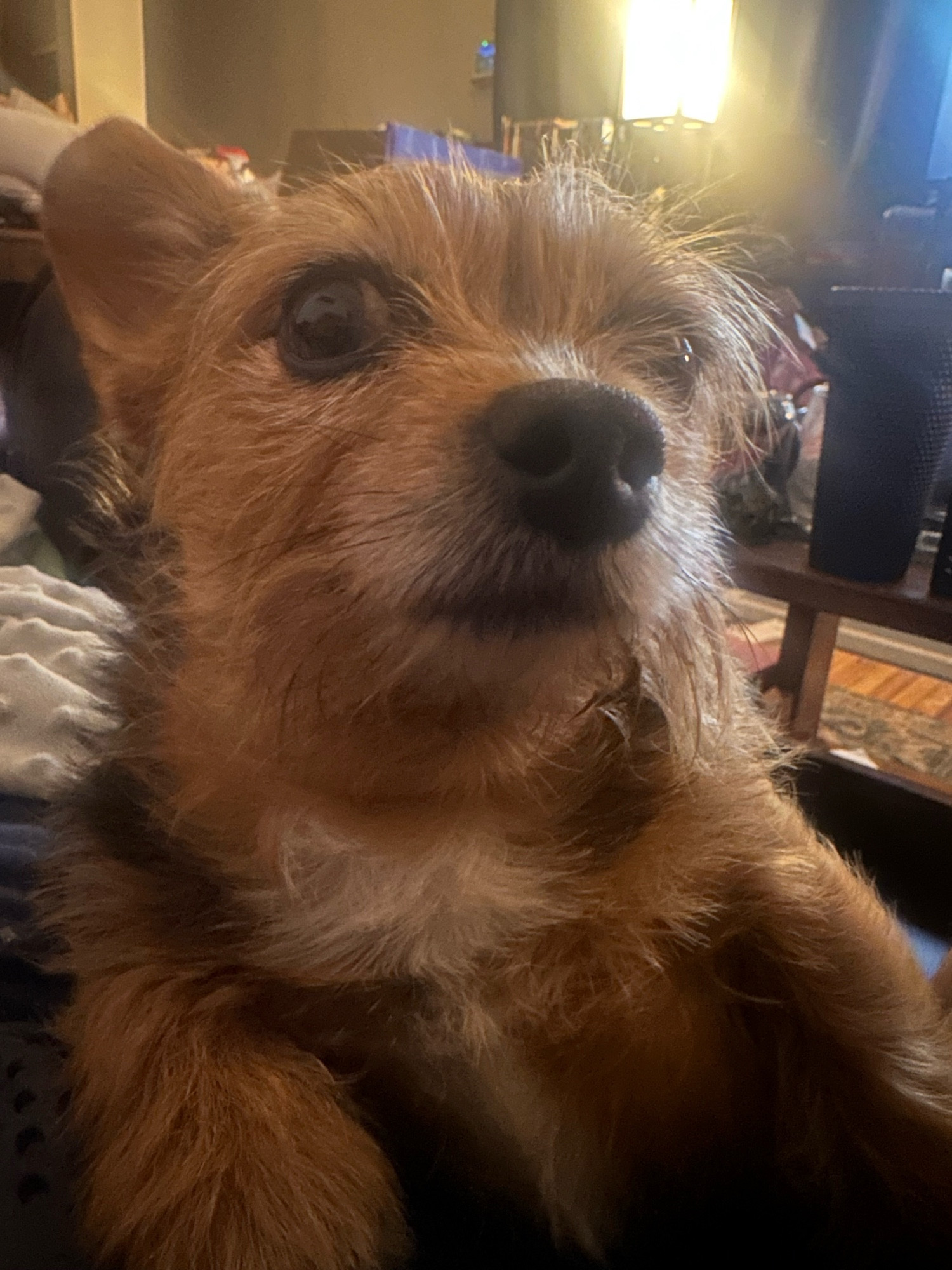 Ellie, an 11-pound dog, looking into the camera dopily