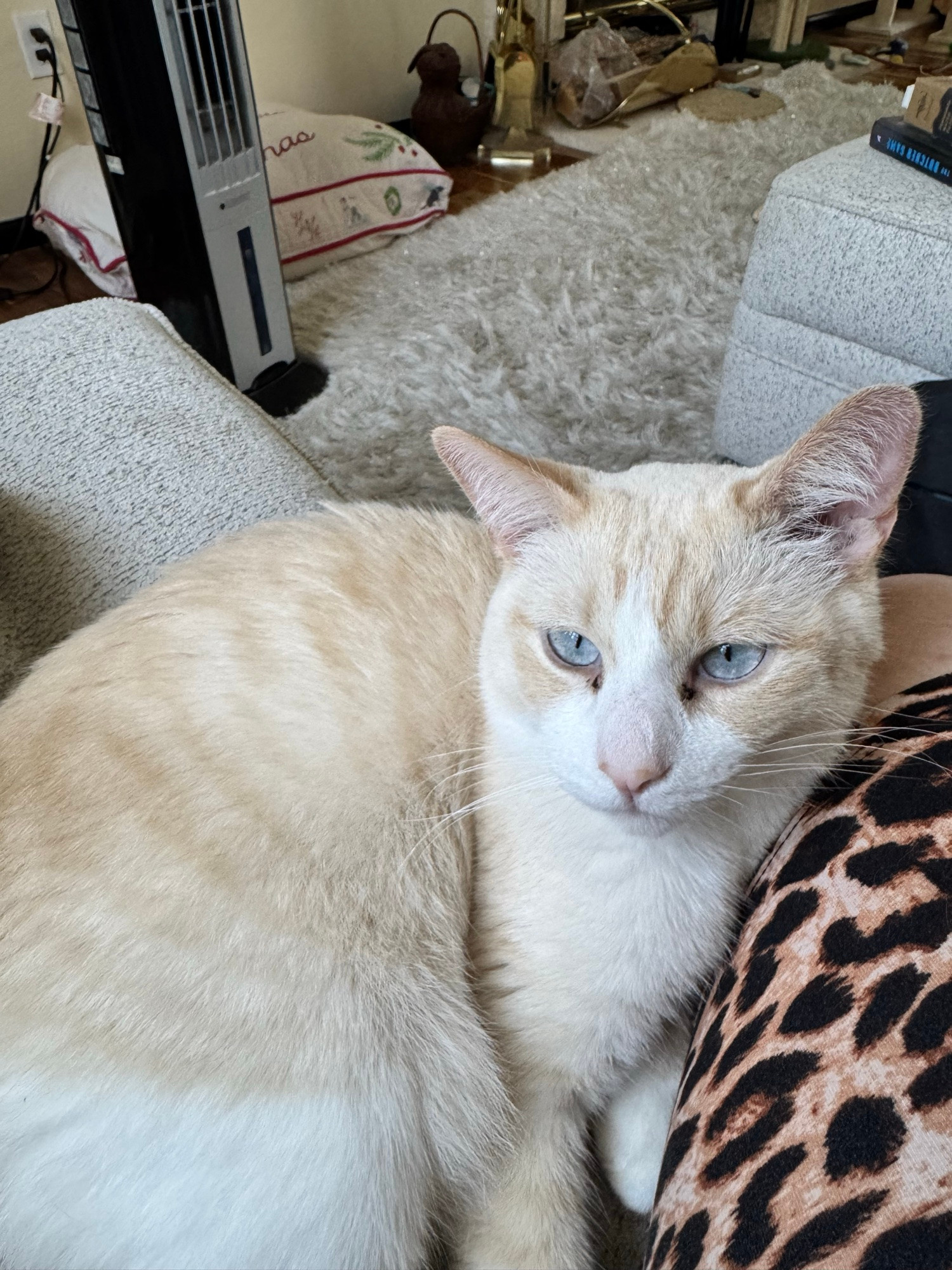 A cat sitting on a chair 