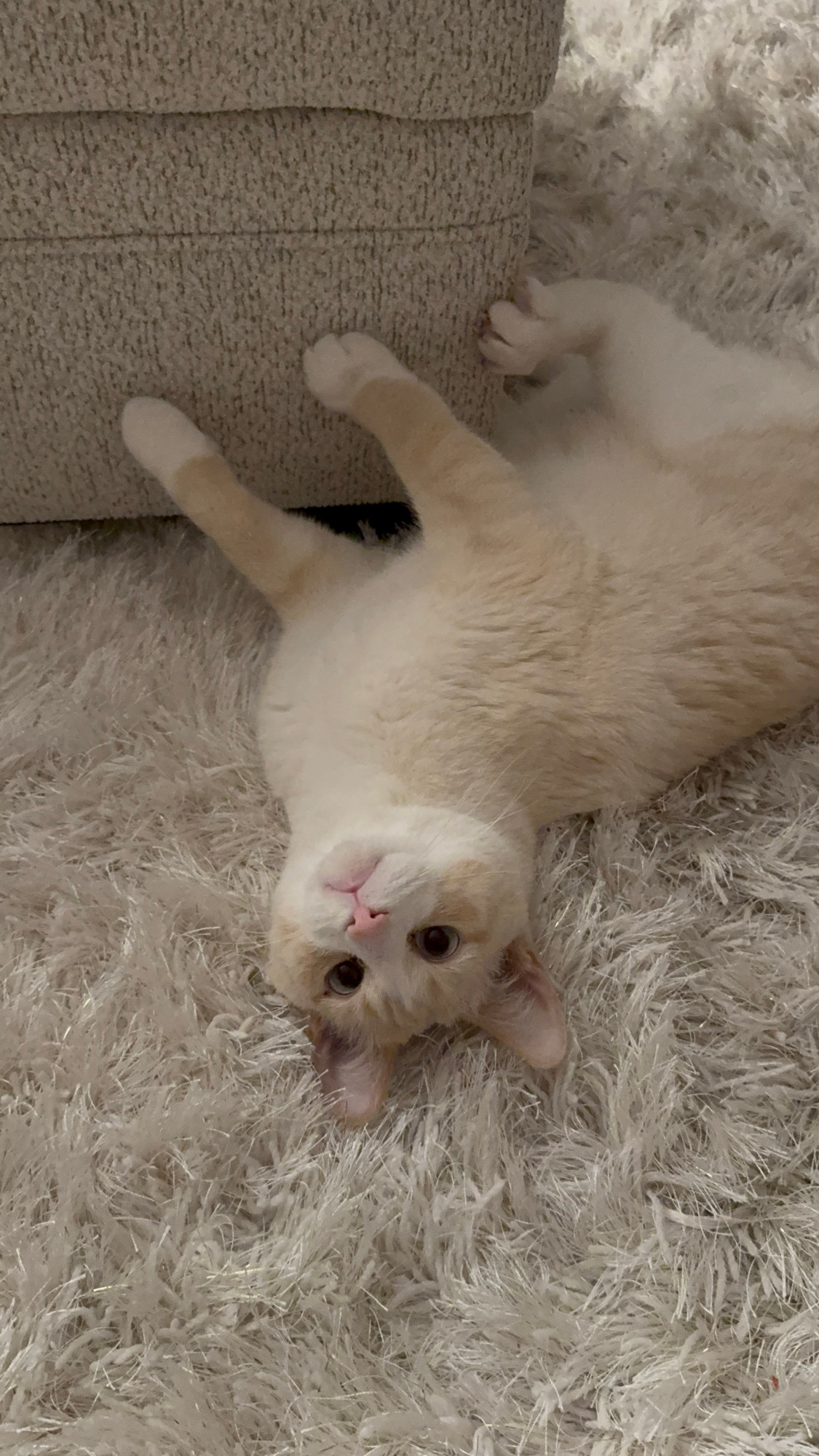 A cat laying upside down 