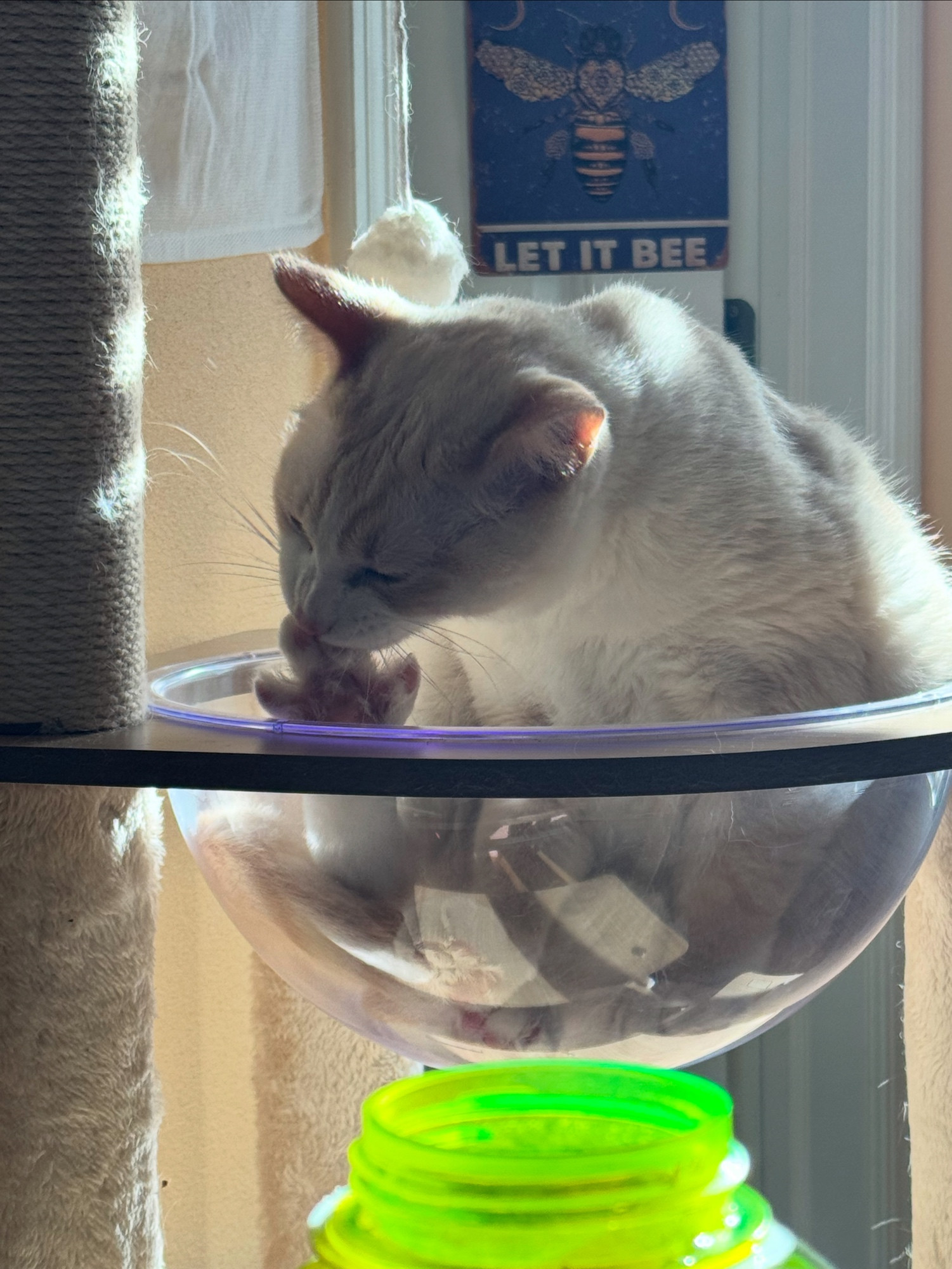 A cat in a bowl munching on his toe beans 