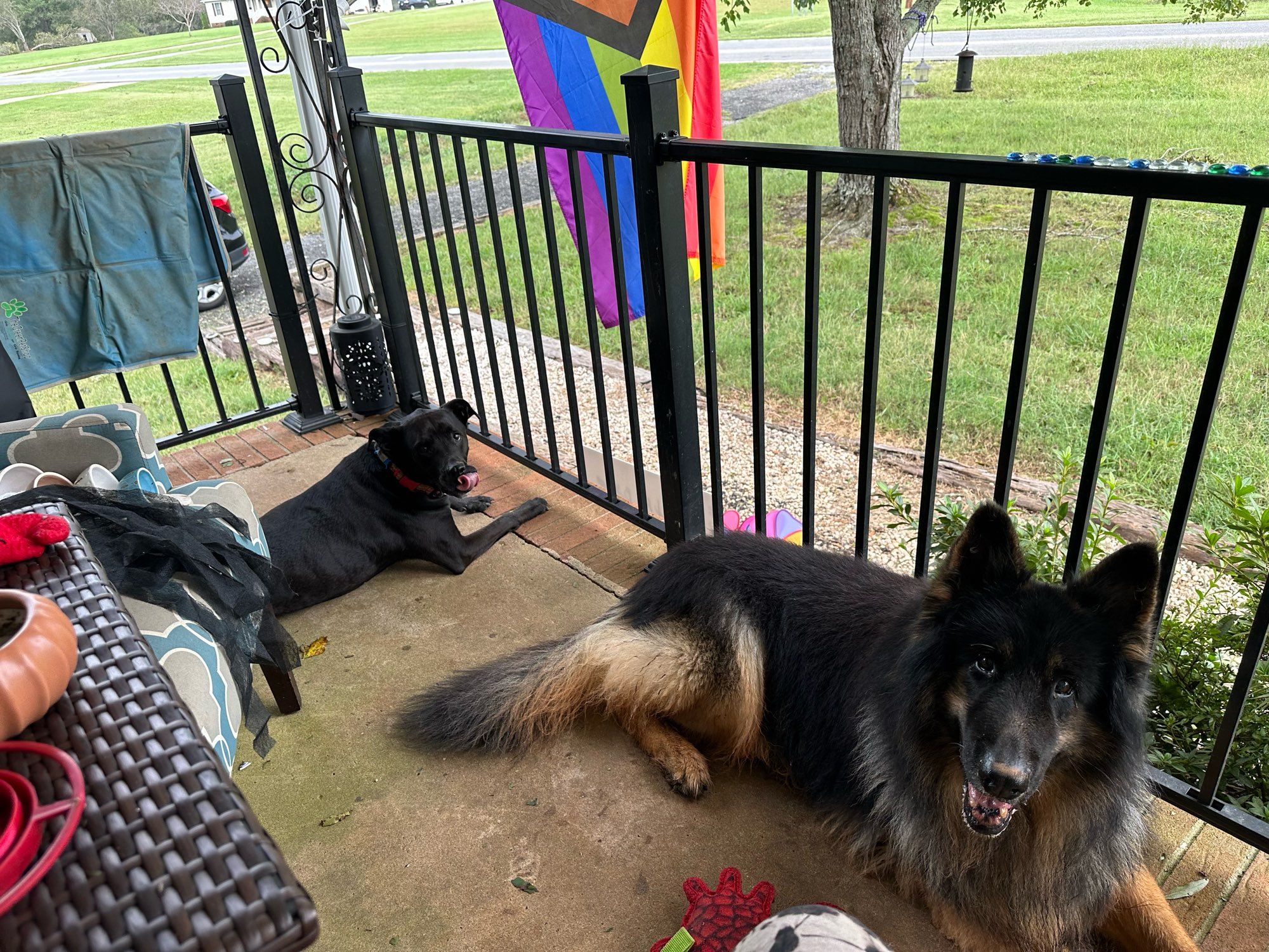 Porch pic of Bear and Zola happy and muddy