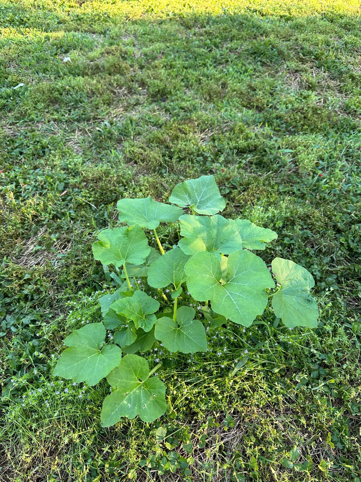 Another larger melon/squash plant of sorts