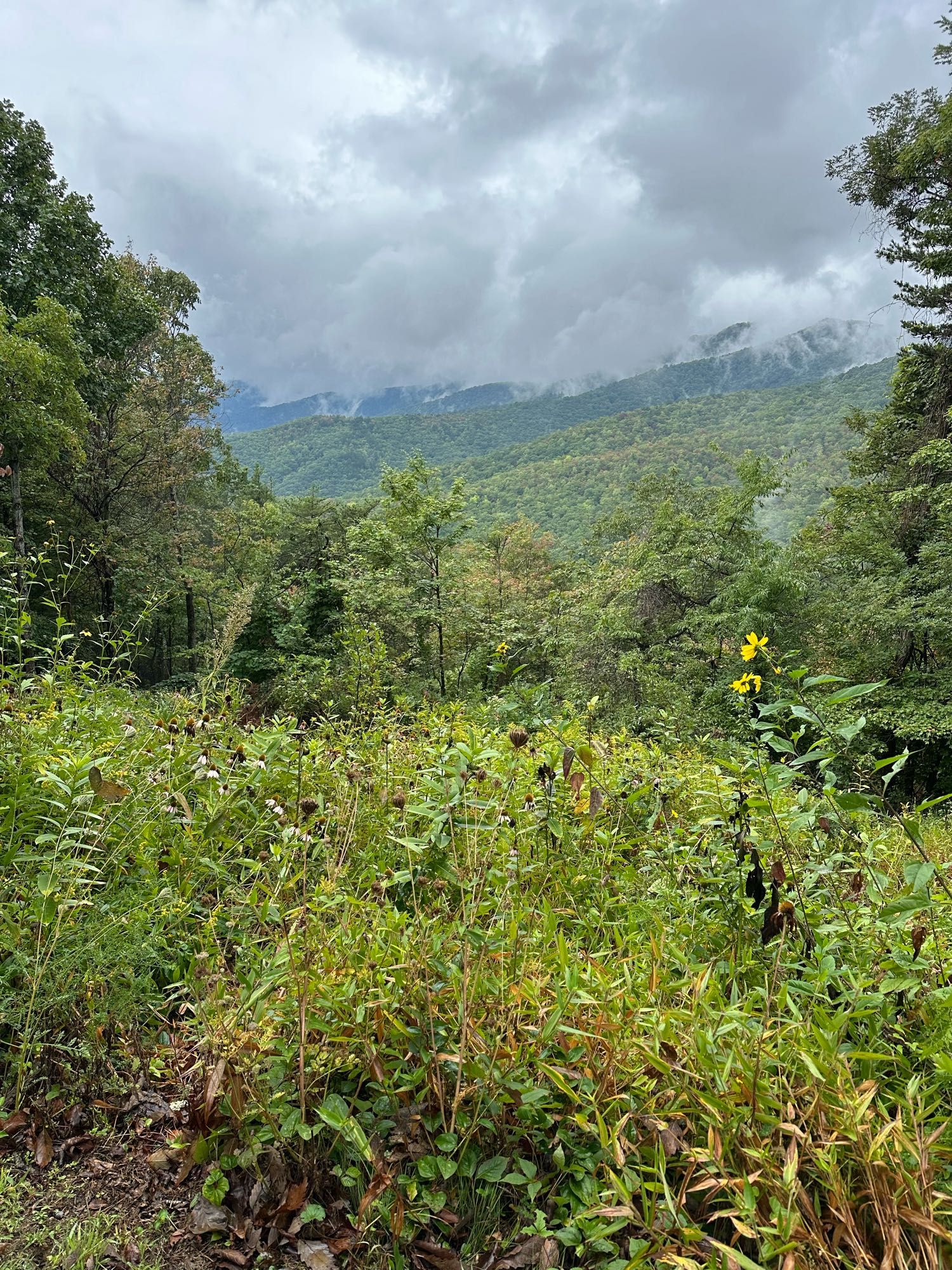 Mountain view with wildflowers and fog