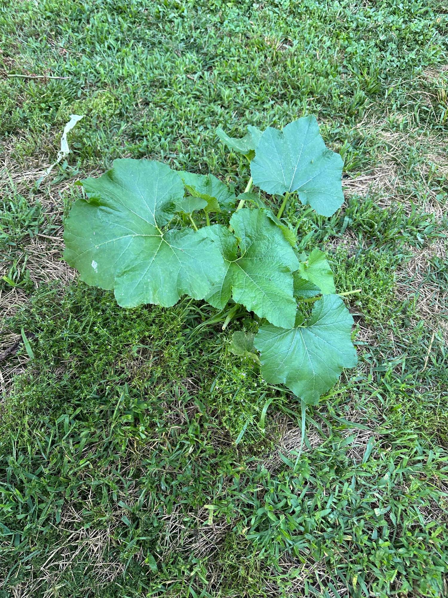 Photo of what I think is a squash or melon plant - not sure if it’s going to vine but it’s already medium sized!