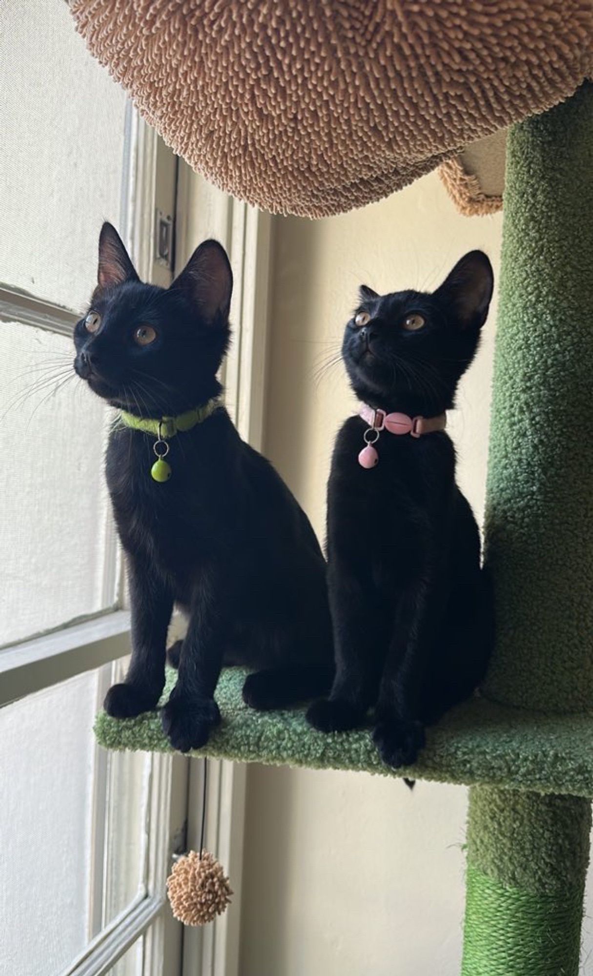 two black kittens sitting on a cat tree