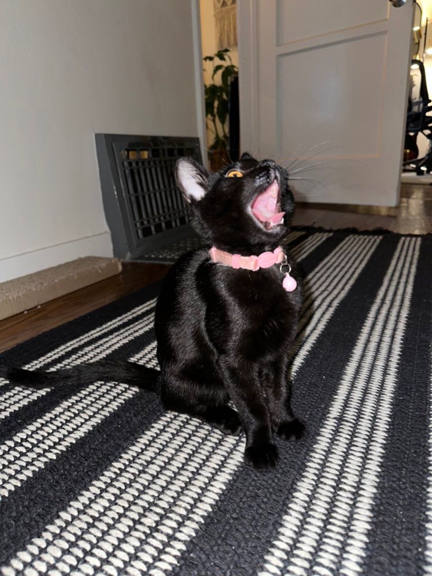 a black kitten sits on the floor, screams