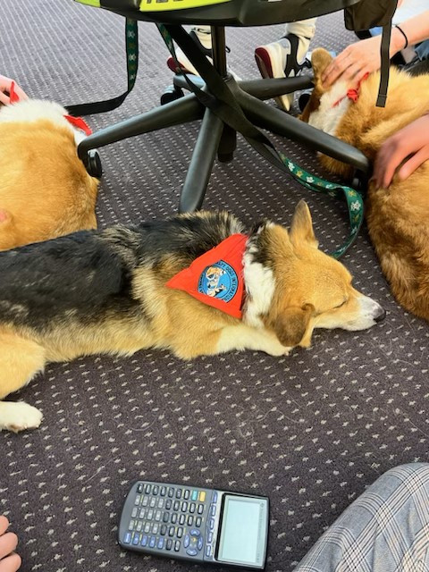 therapy dog