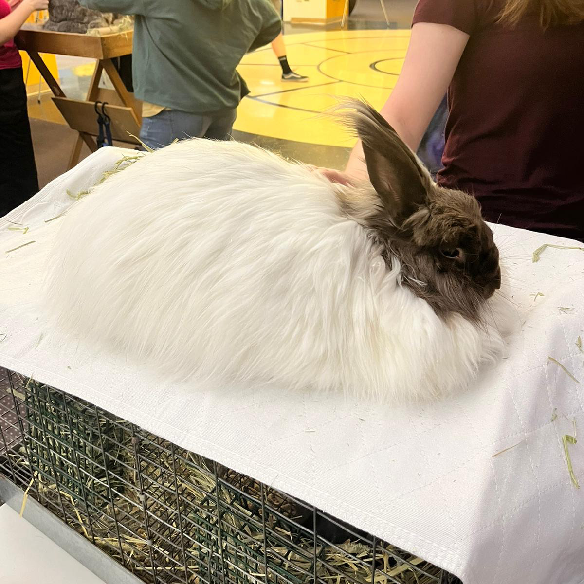 Ridiculously fuzzy rabbit