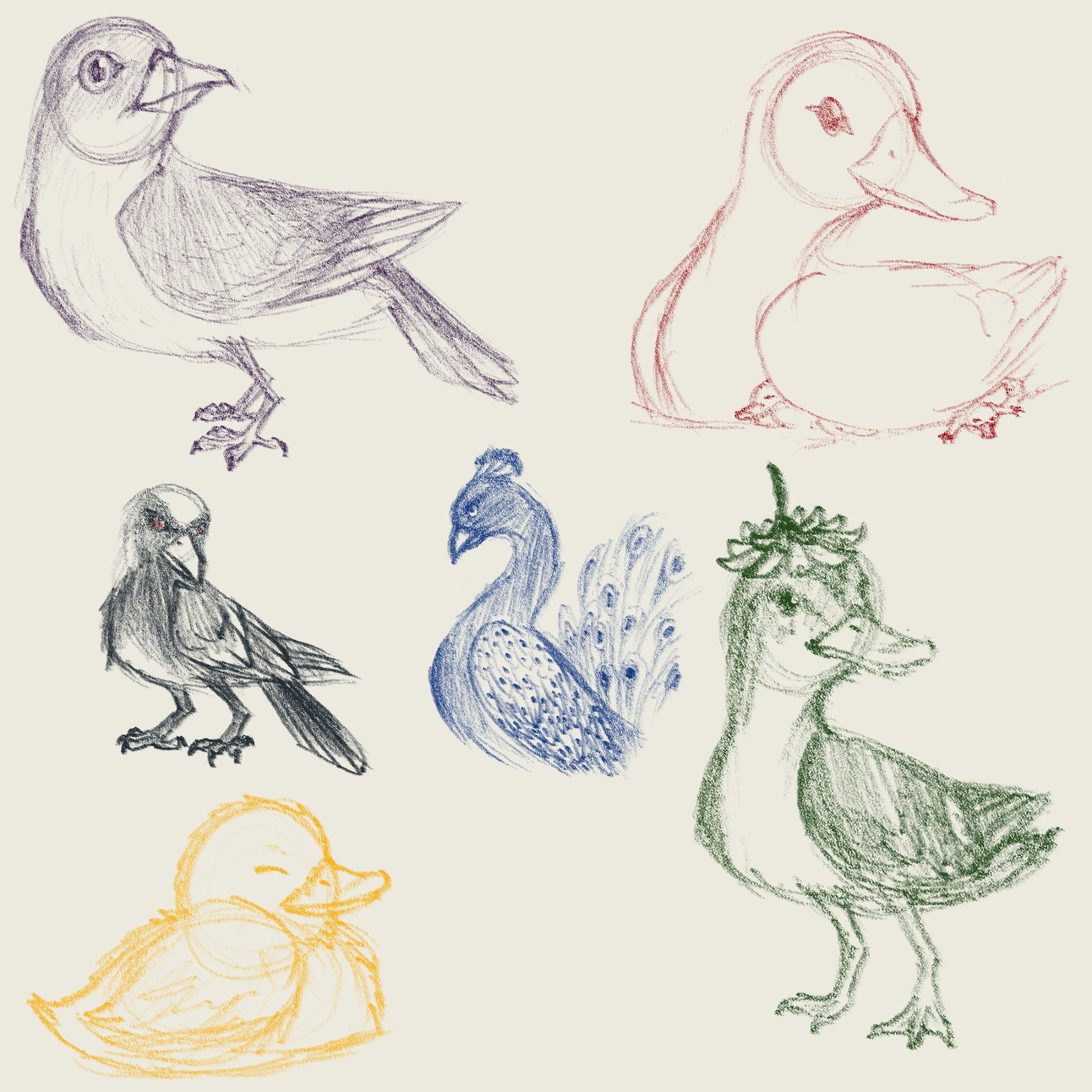 Pencil Sketch style drawings of a variety of birds: a Sparrow, A duck with ducklings and a platypus under one wing, an Australian Magpie, a Peacock, and two more ducks: A curled up duckling, and a more adult duck with a flower placed on its head like a hat.