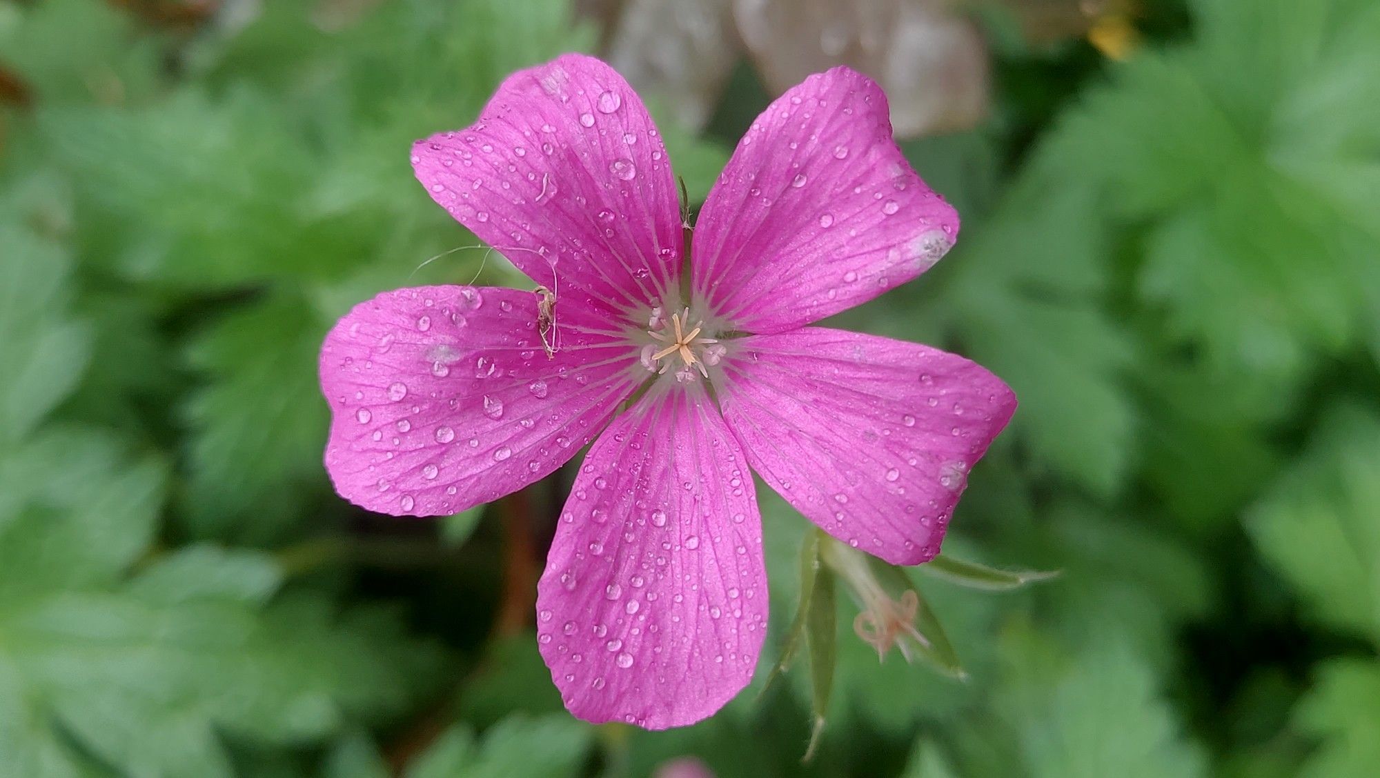 A 5 petalled pink cranesbill flower covered in water droplets