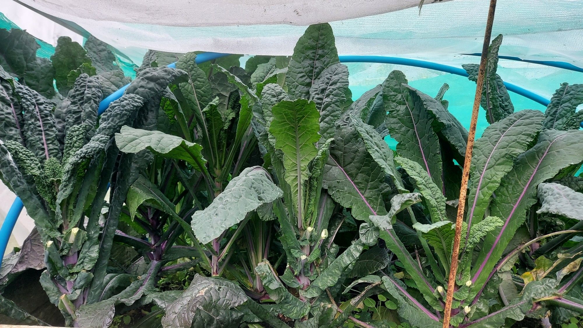 Partially-harvested outer leaves of tall crinkle-leaved kale plants nestling under a mesh netting