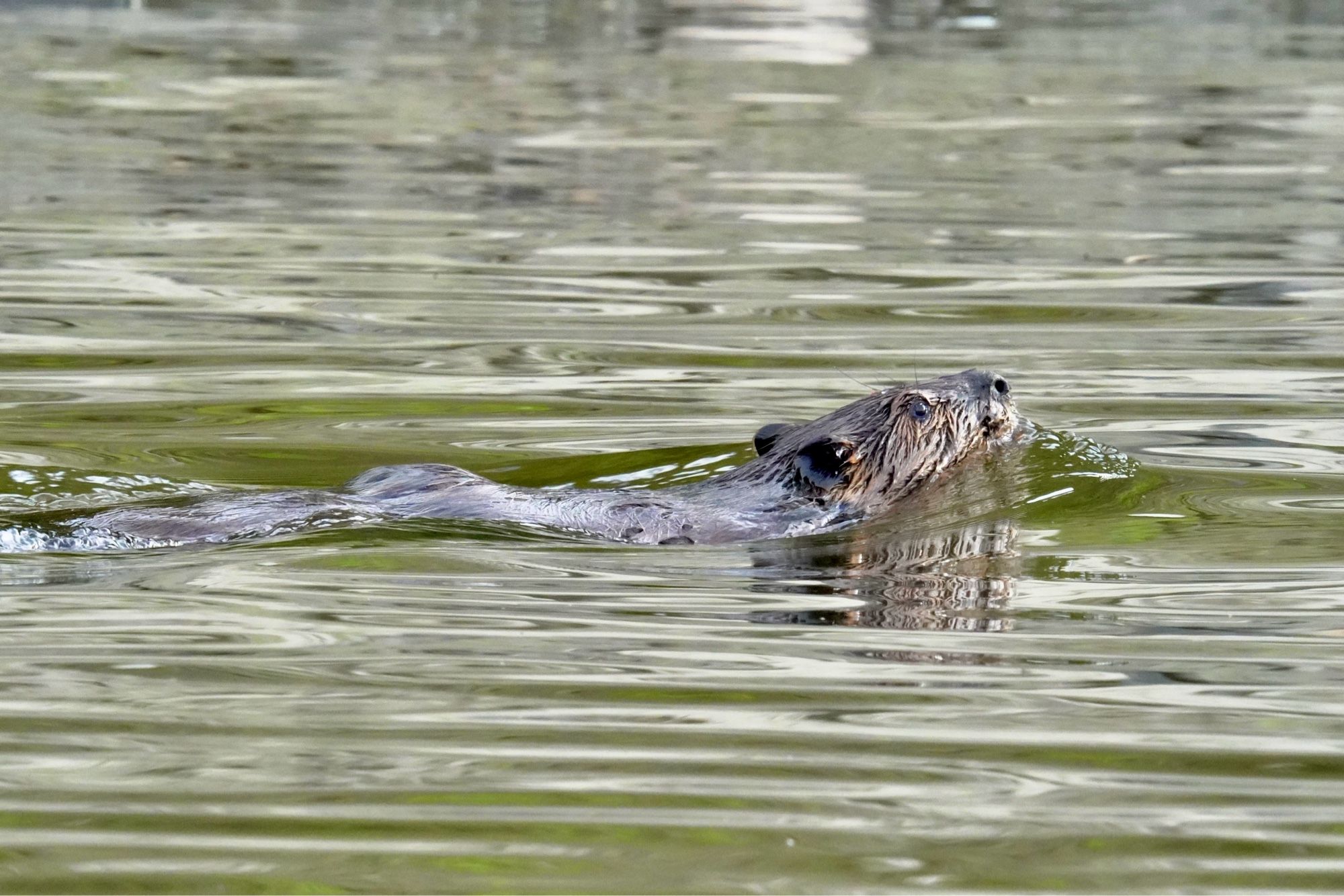 A beaver surfaces in a river, head and back just above the water