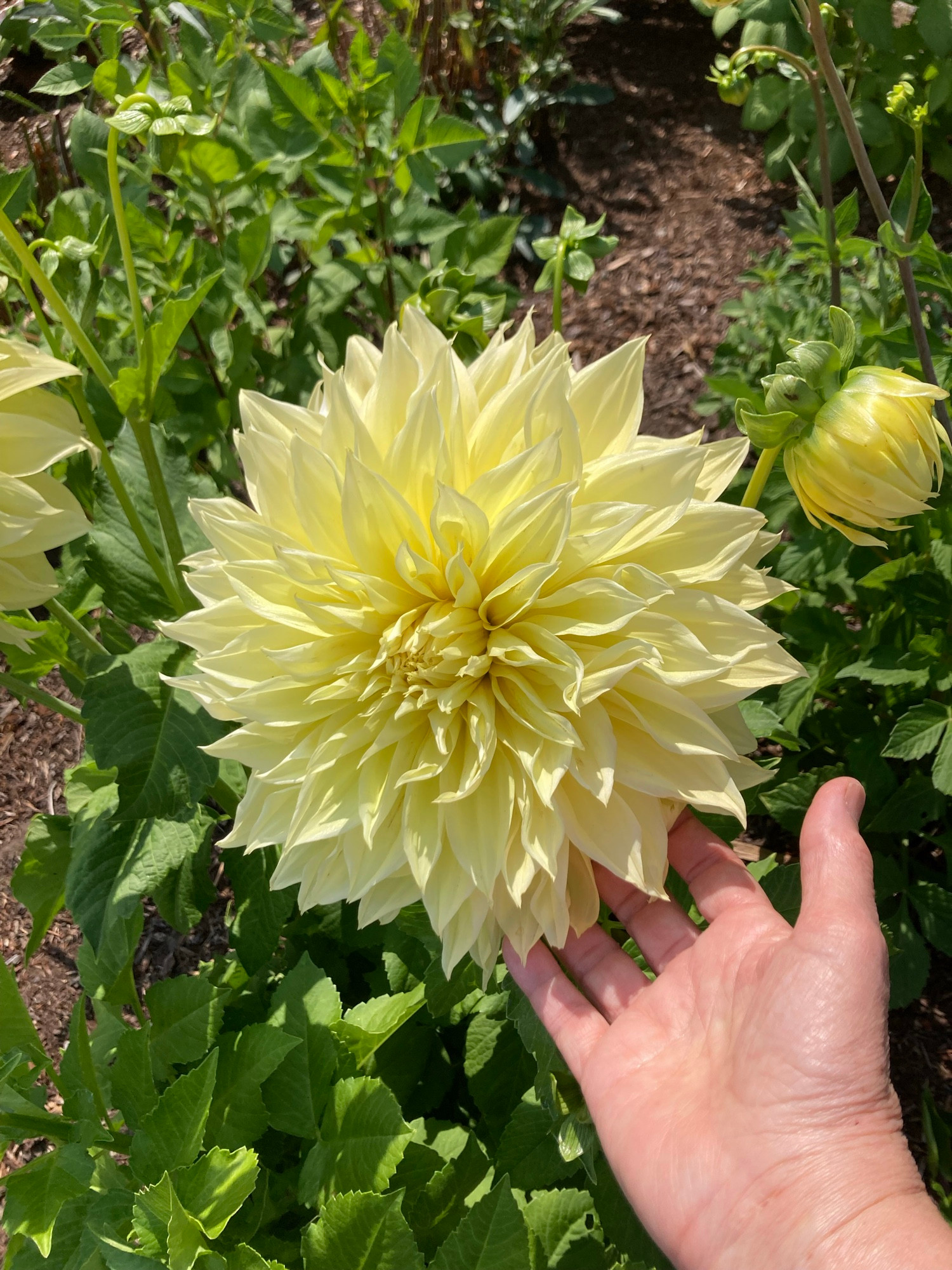 yellow dinner plate dahlia