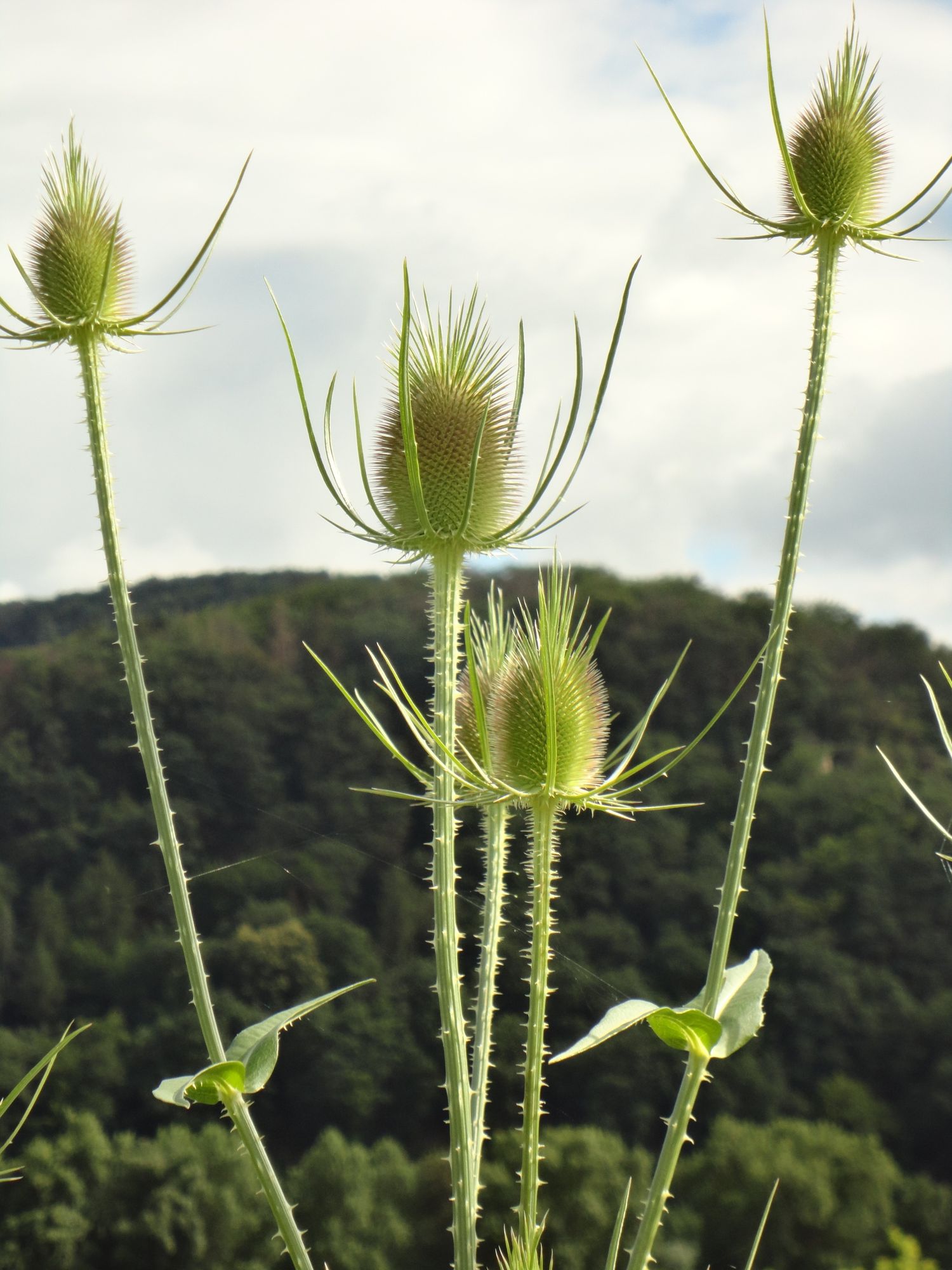 Einige Distel, dahinter ein bewaldeter Felsen