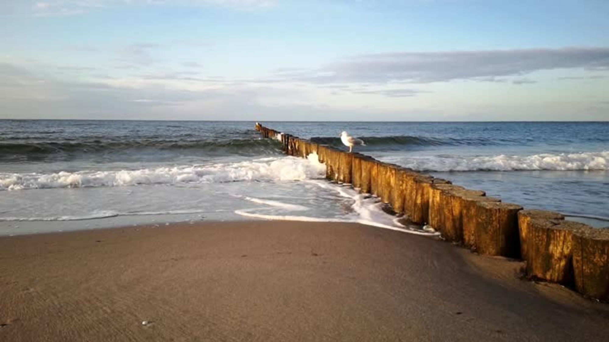 Blick übers blaue Meer, Sandstrand, Seevogel