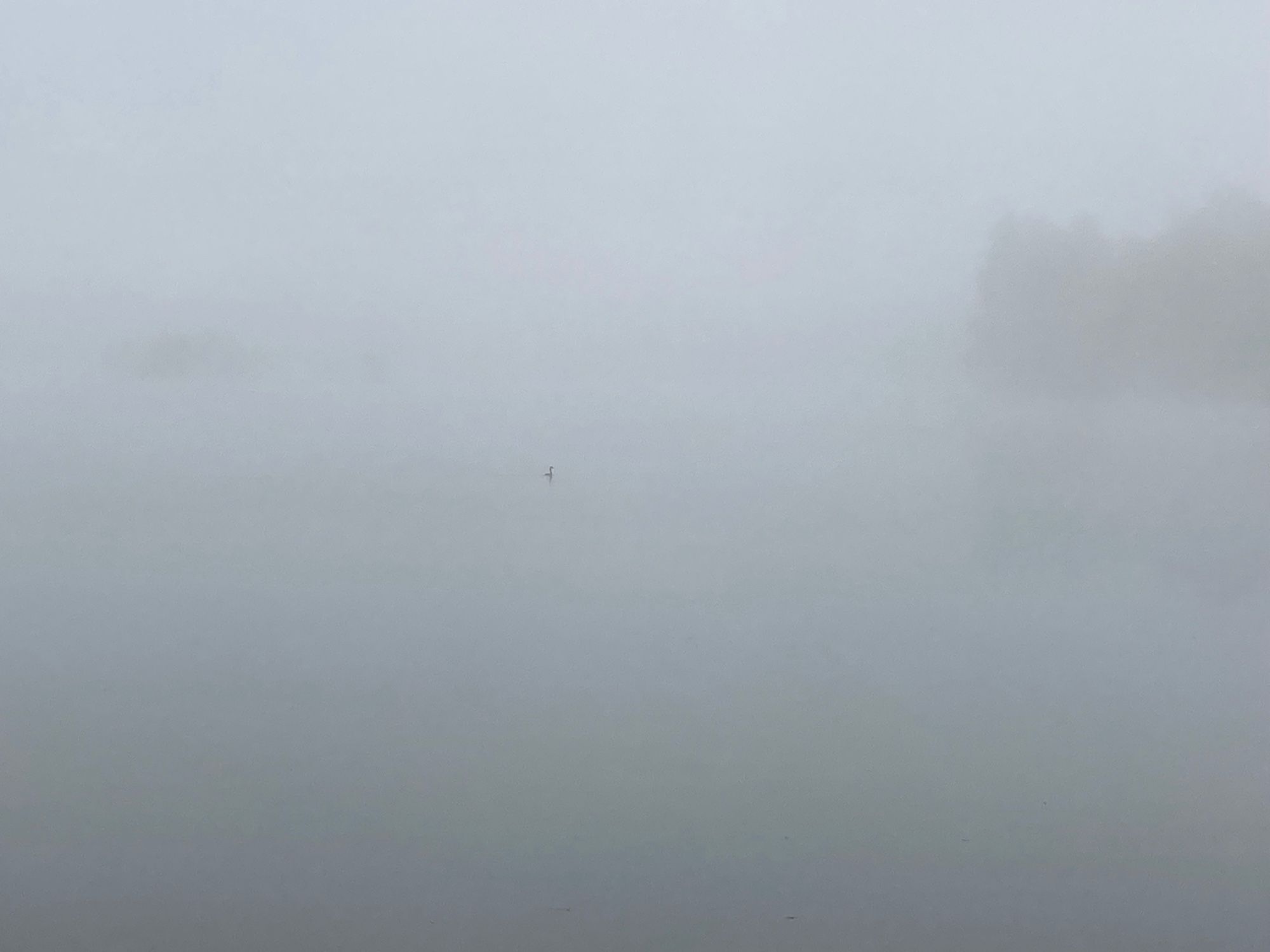 Der See im noch dichten Nebel, verschwommen die Inseln zu erkennen, und eine Ente, die ihre Runden zieht.