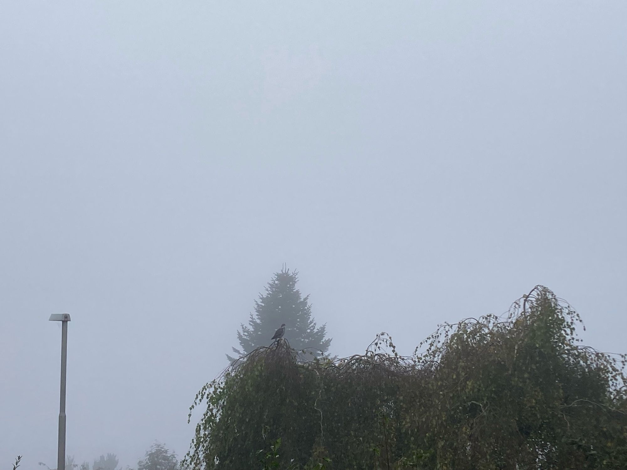 Büsche und Bäume im Nebel. Auf einem Baum sitzt eine Taube.