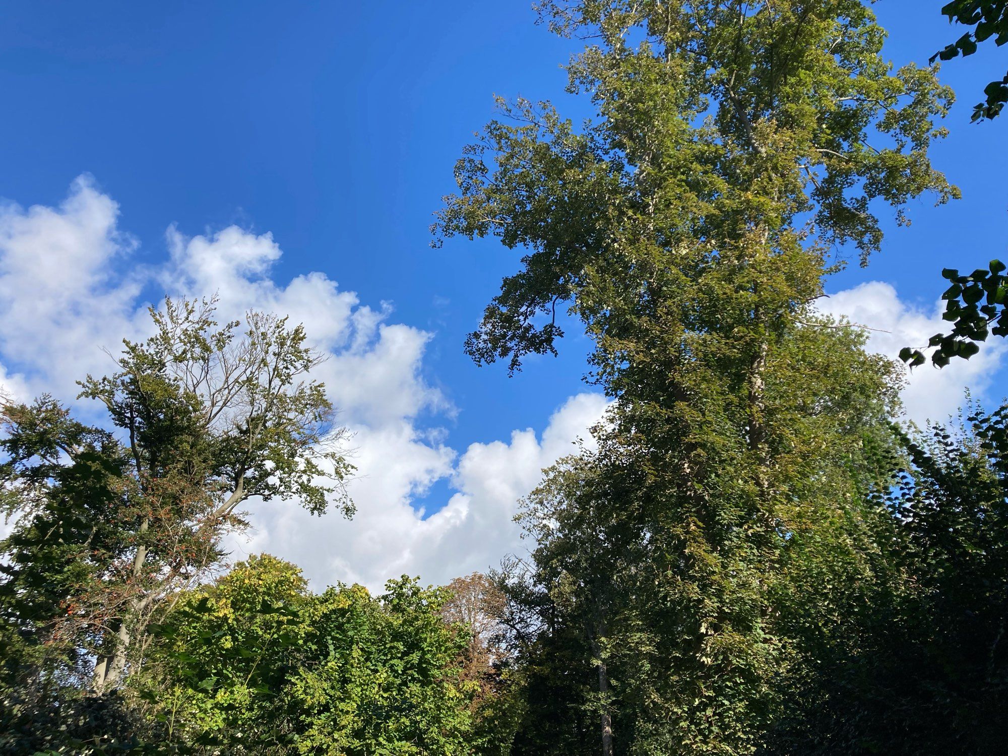 Bäume, blauer Himmel und Wolken im Sonnenschein.