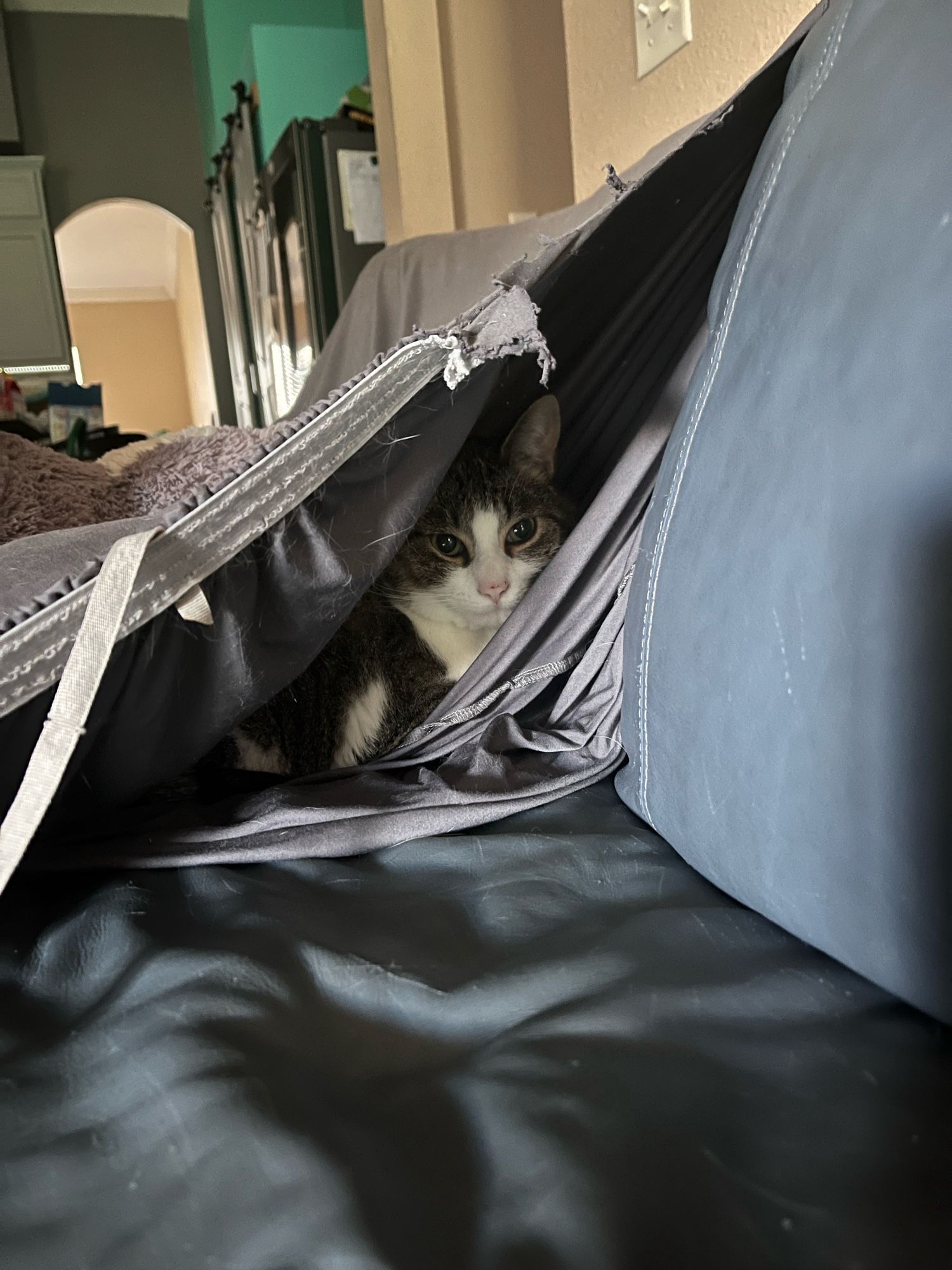 Just my little cat hiding inside of a couch cover