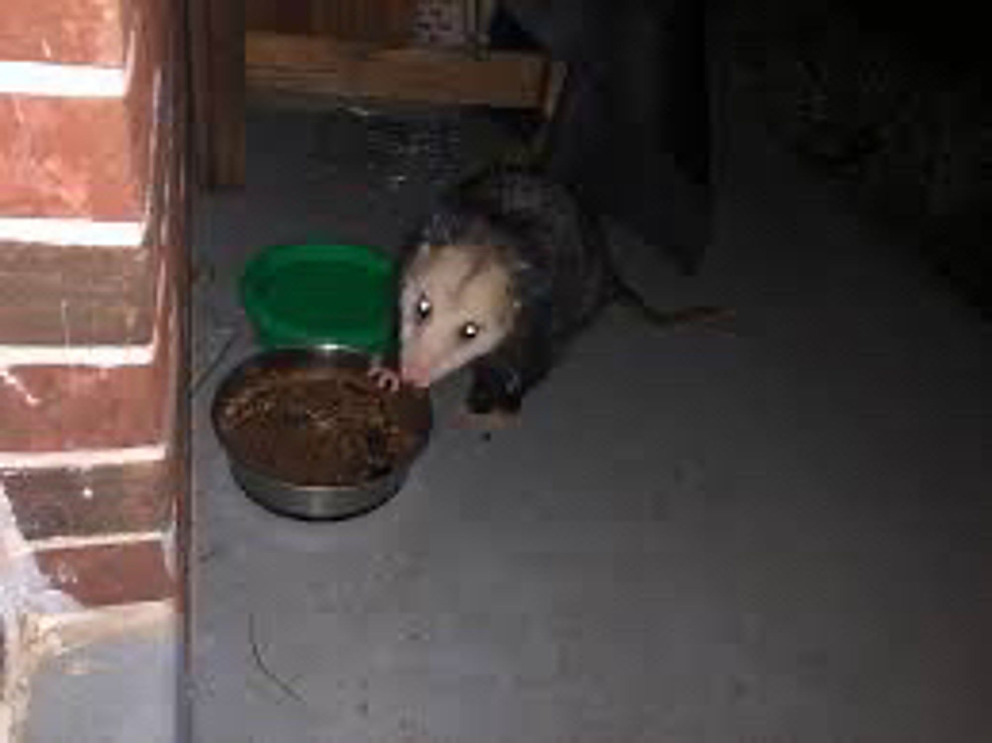 opossum eating cat food (totally a cat i swear)