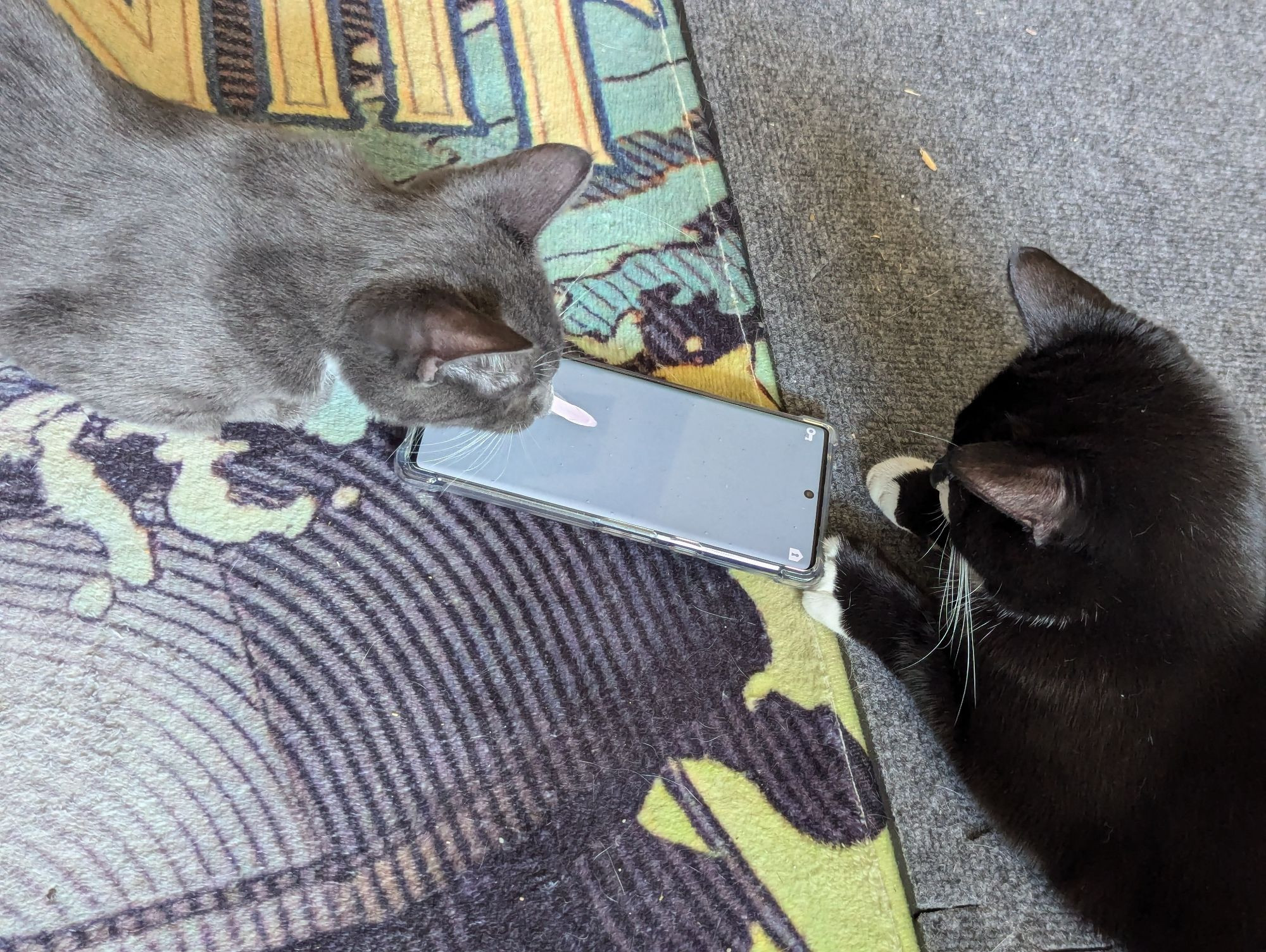 2 cats staring at a fish game being shown on a phone