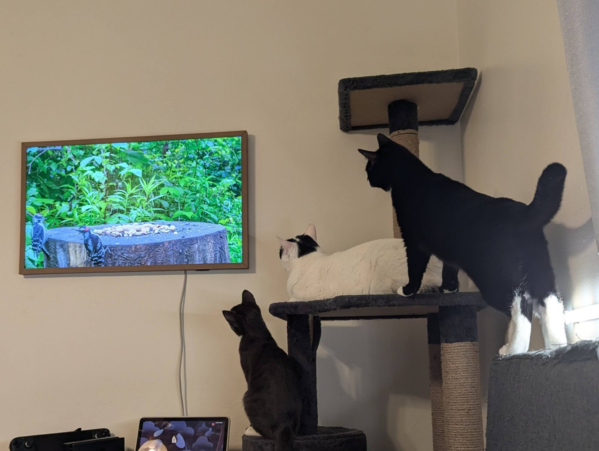 3 cats watching birds on TV. There is a black cat, a white cat, and a grey cat. All 3 birds are very interested in the television.