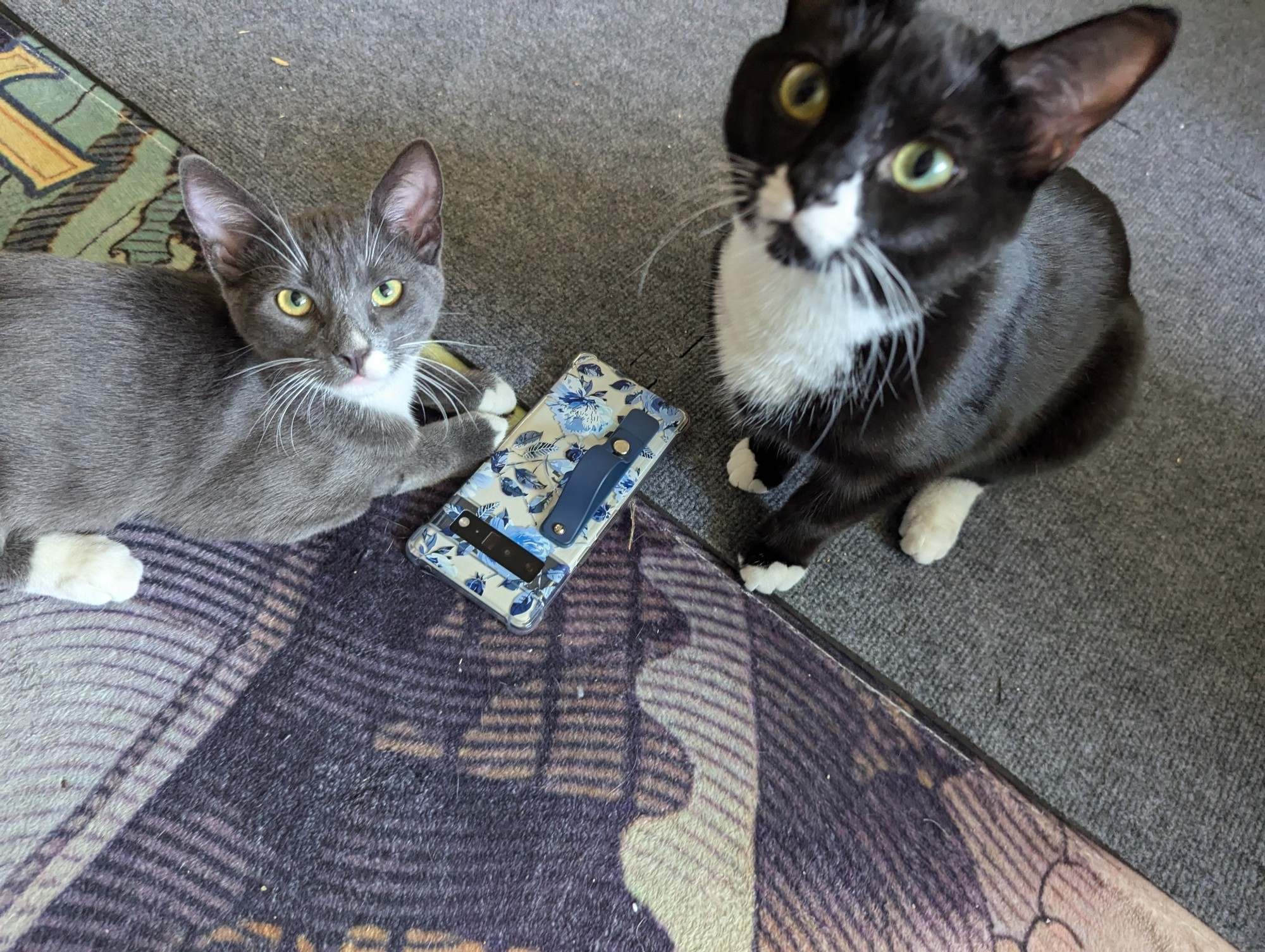 2 cats sitting next to a phone, both looking up at the camera