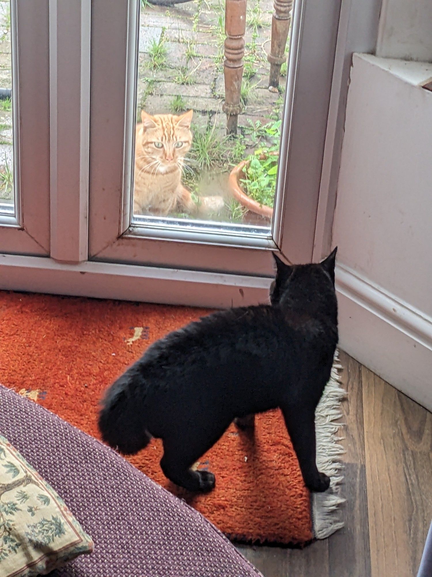 A black cat looks at a tabby cat on the other side of a glass door.