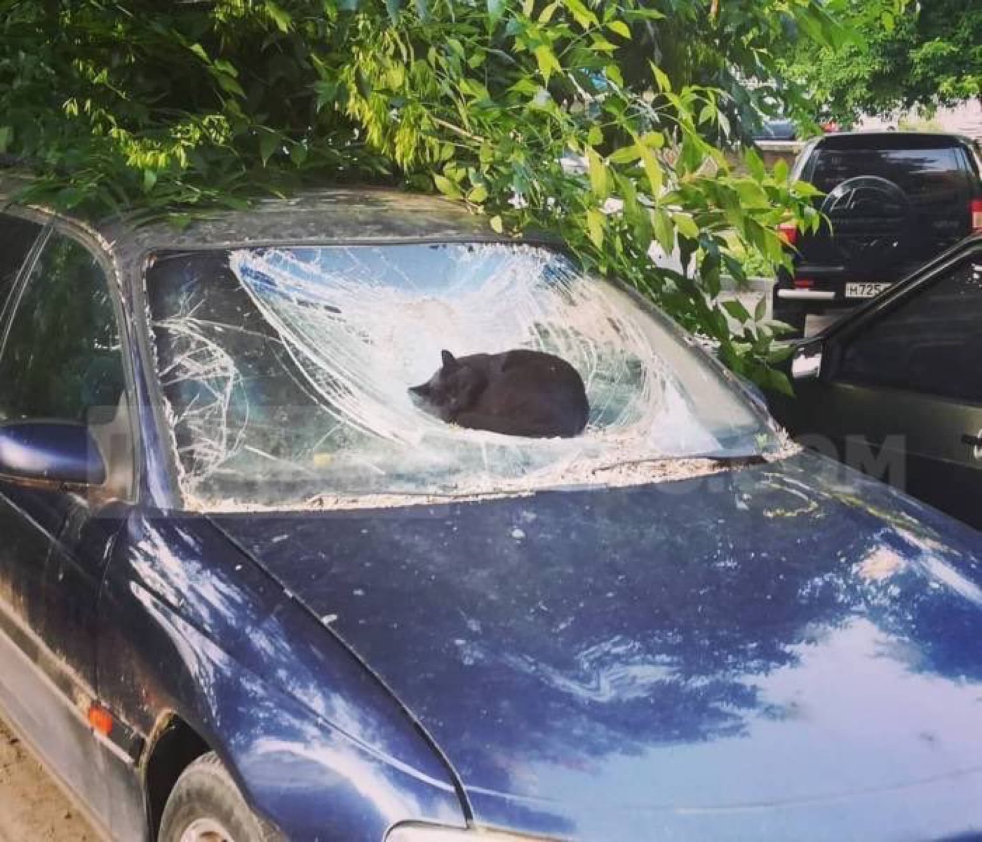 Black cat sleeping on a cracked windshield 