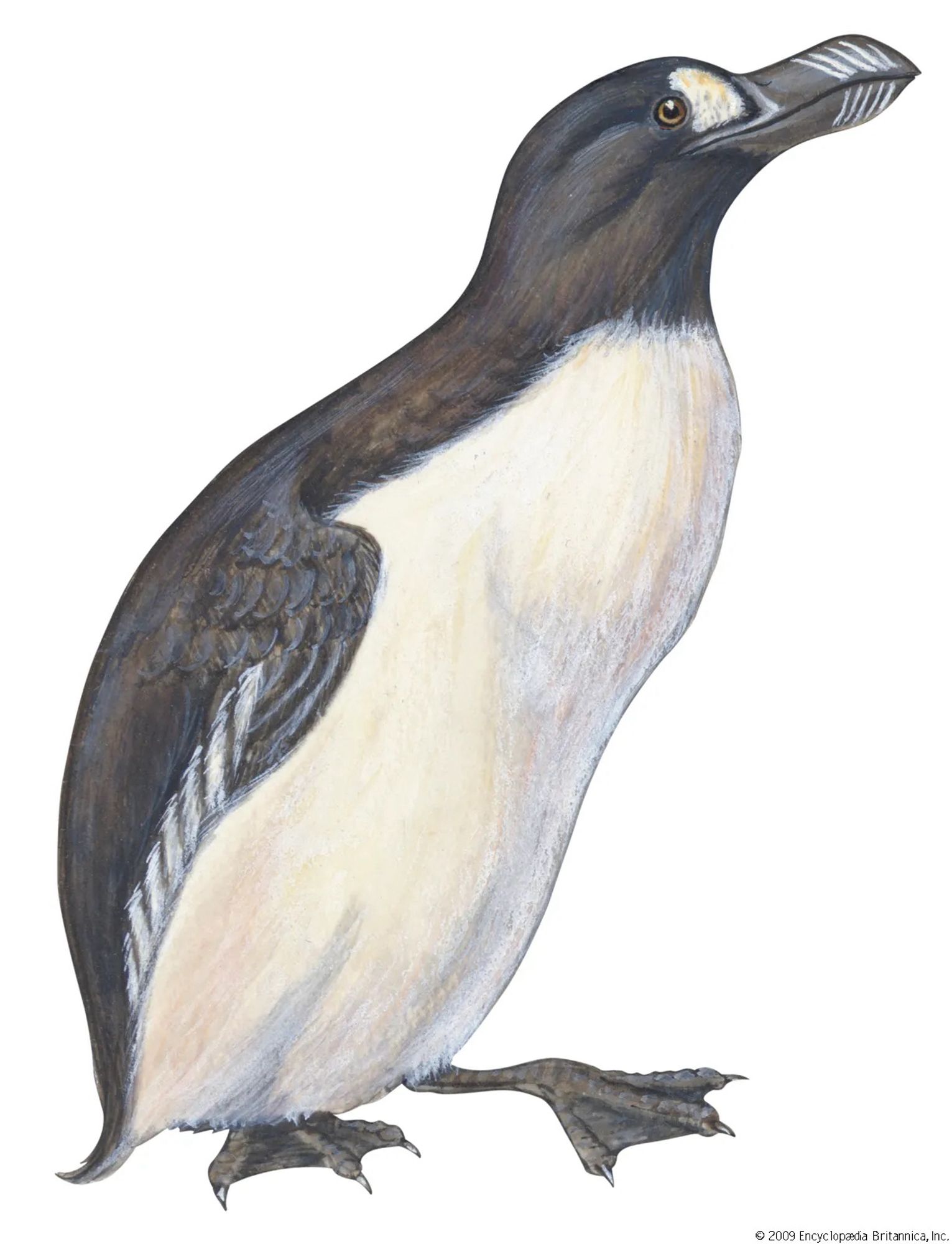 Illustration of a great auk, looks kind of like a huge penguin