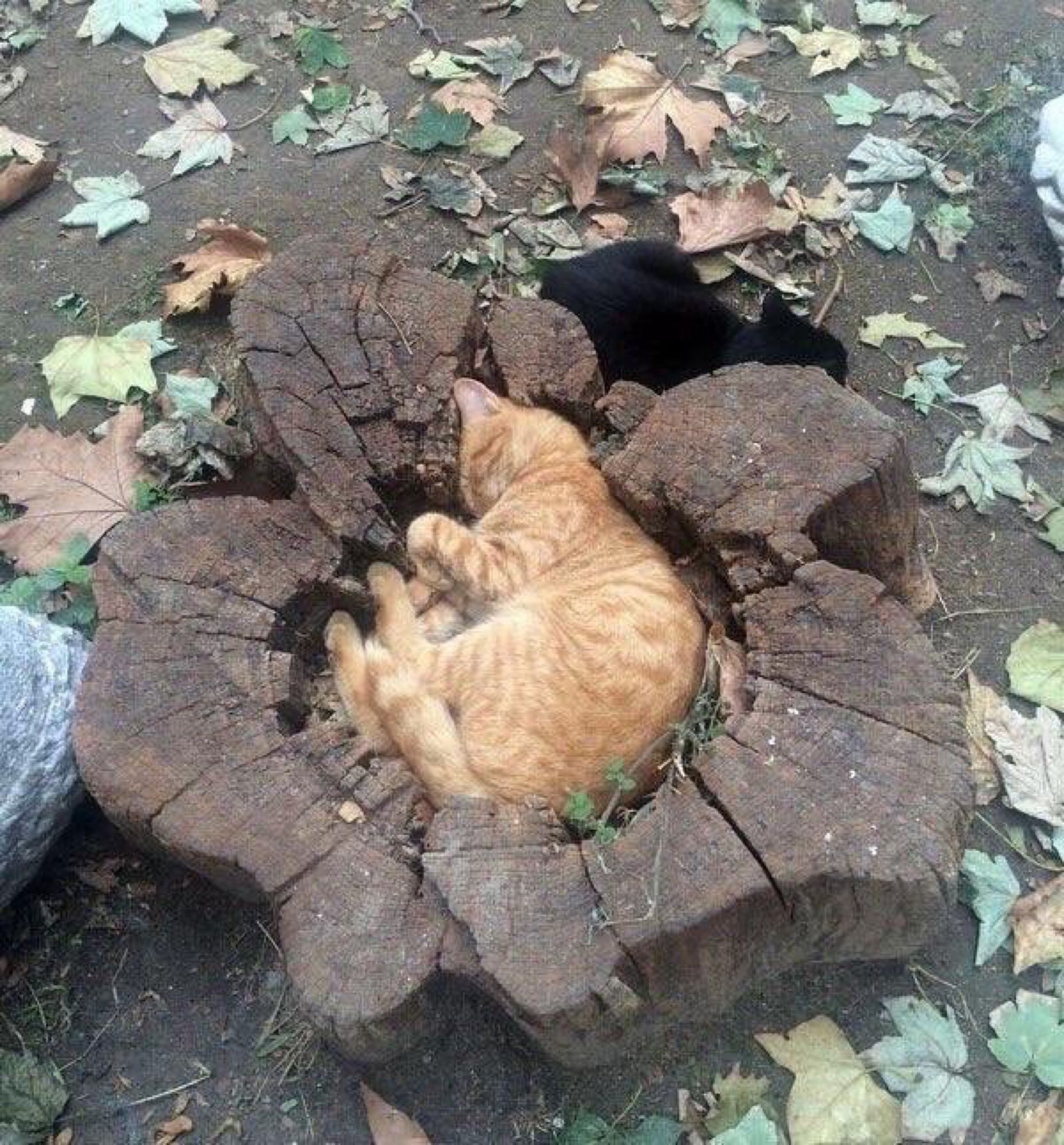 Orange cat sleeping in a hole in a tree stump