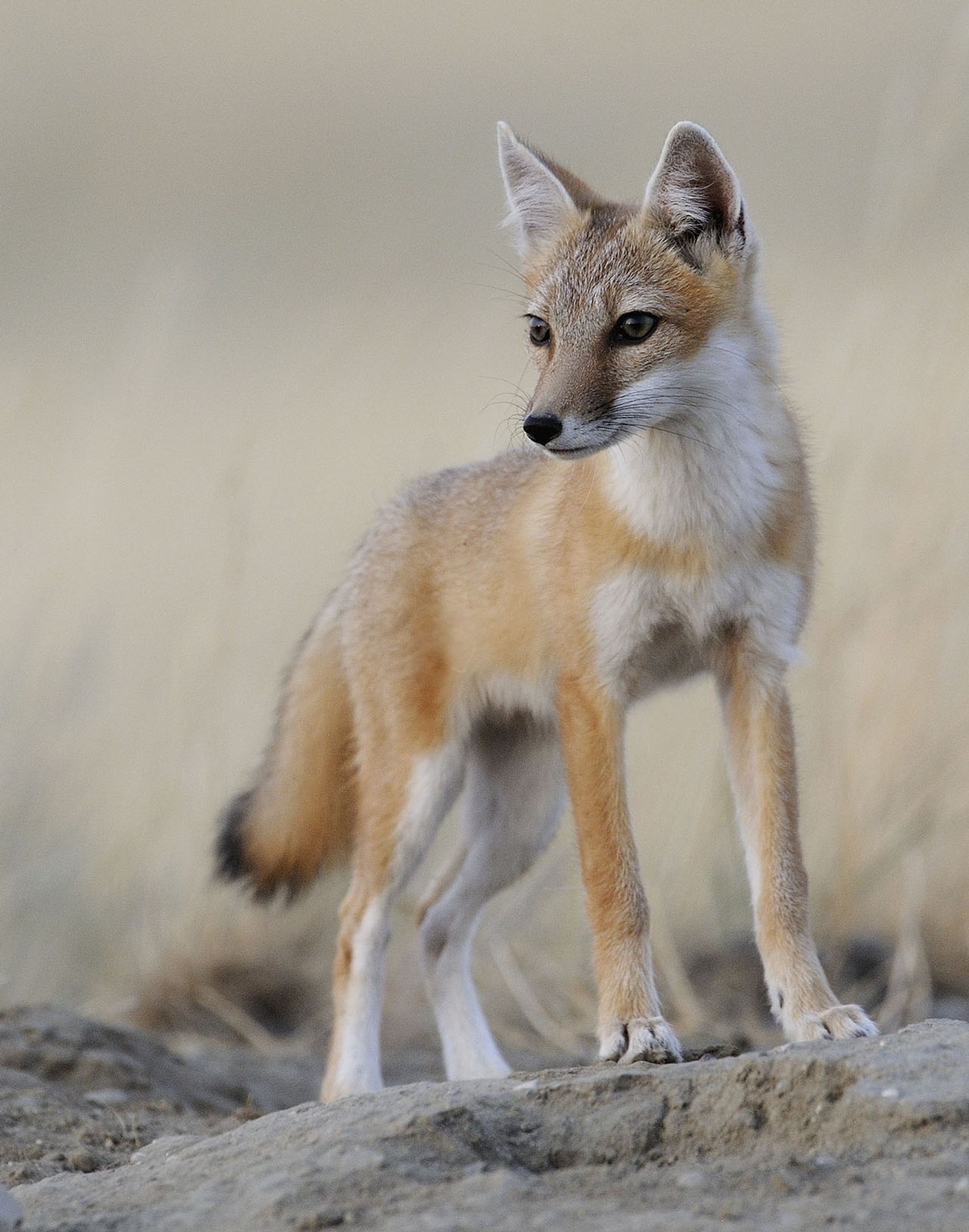 A small and slender fox with a pale coloration.