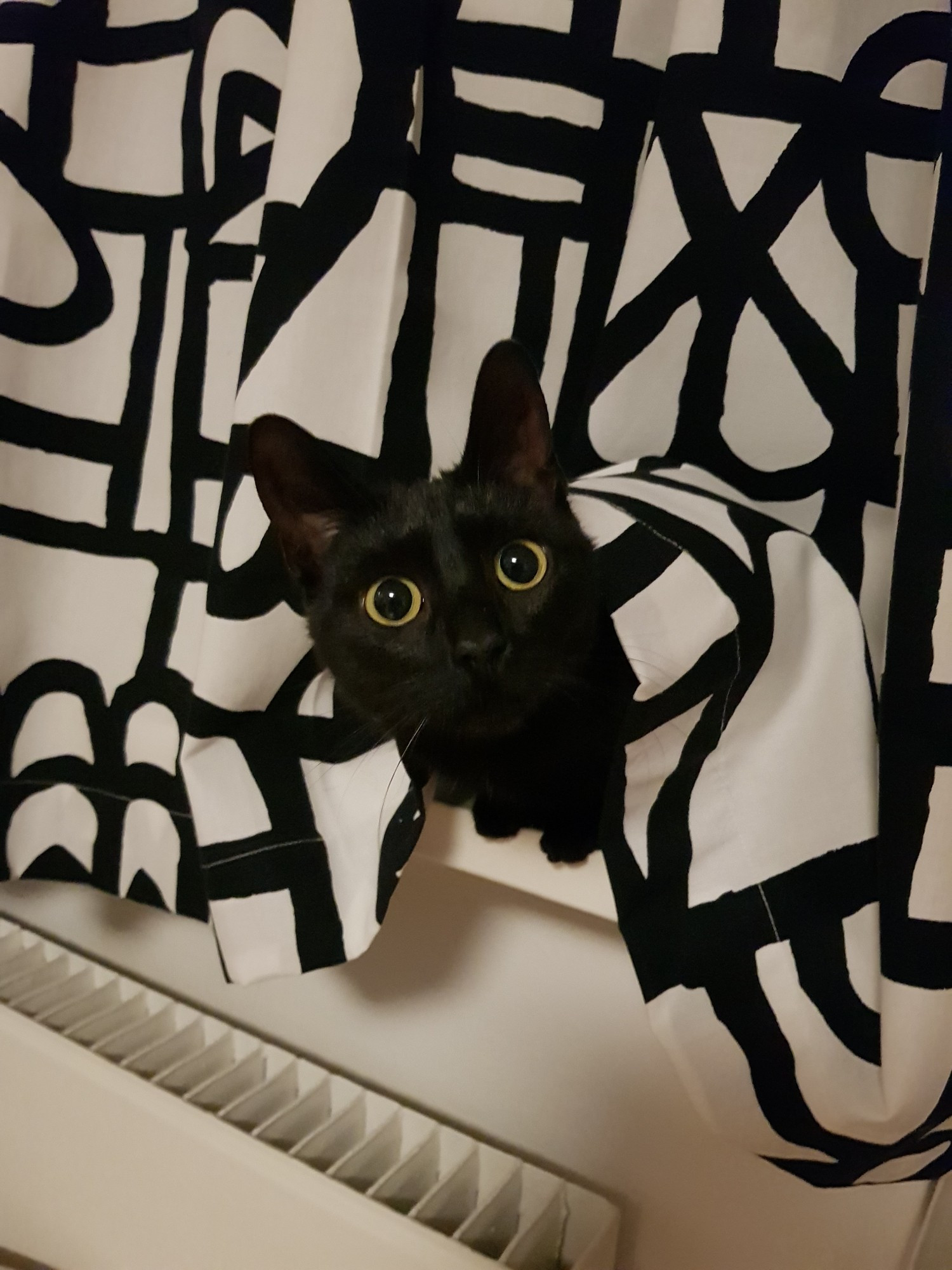 A very small black cat peeking out from under the curtains with big yellow eyes. There's a look of mild concern on her face.