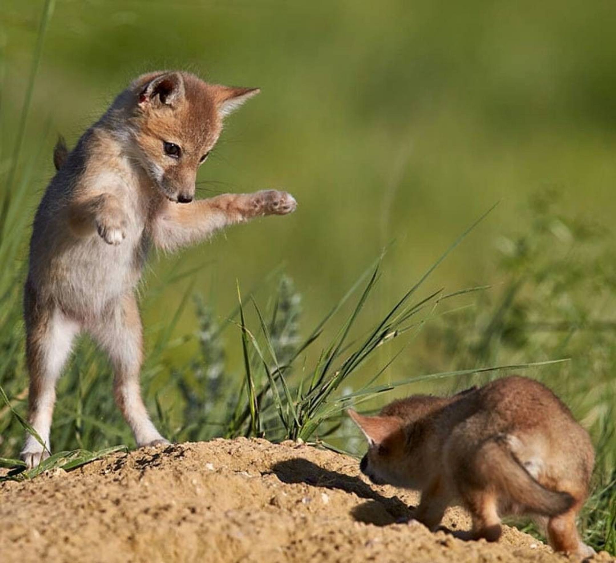 A pair of swift foxes play-fighting on a dirt mound. They're adorable and it's not clear if they're kits or adults.