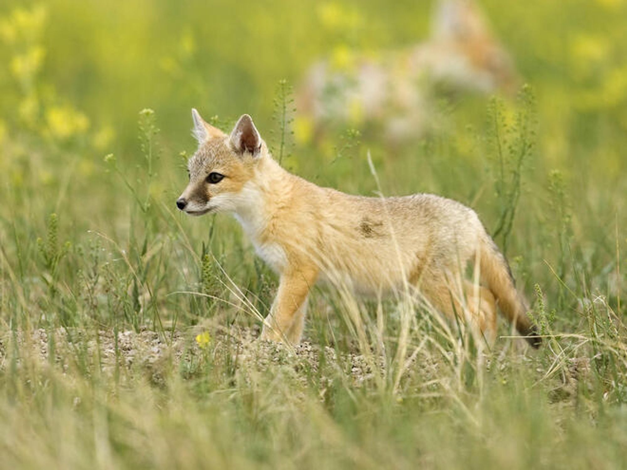 A swift fox in profile in a field of green grass