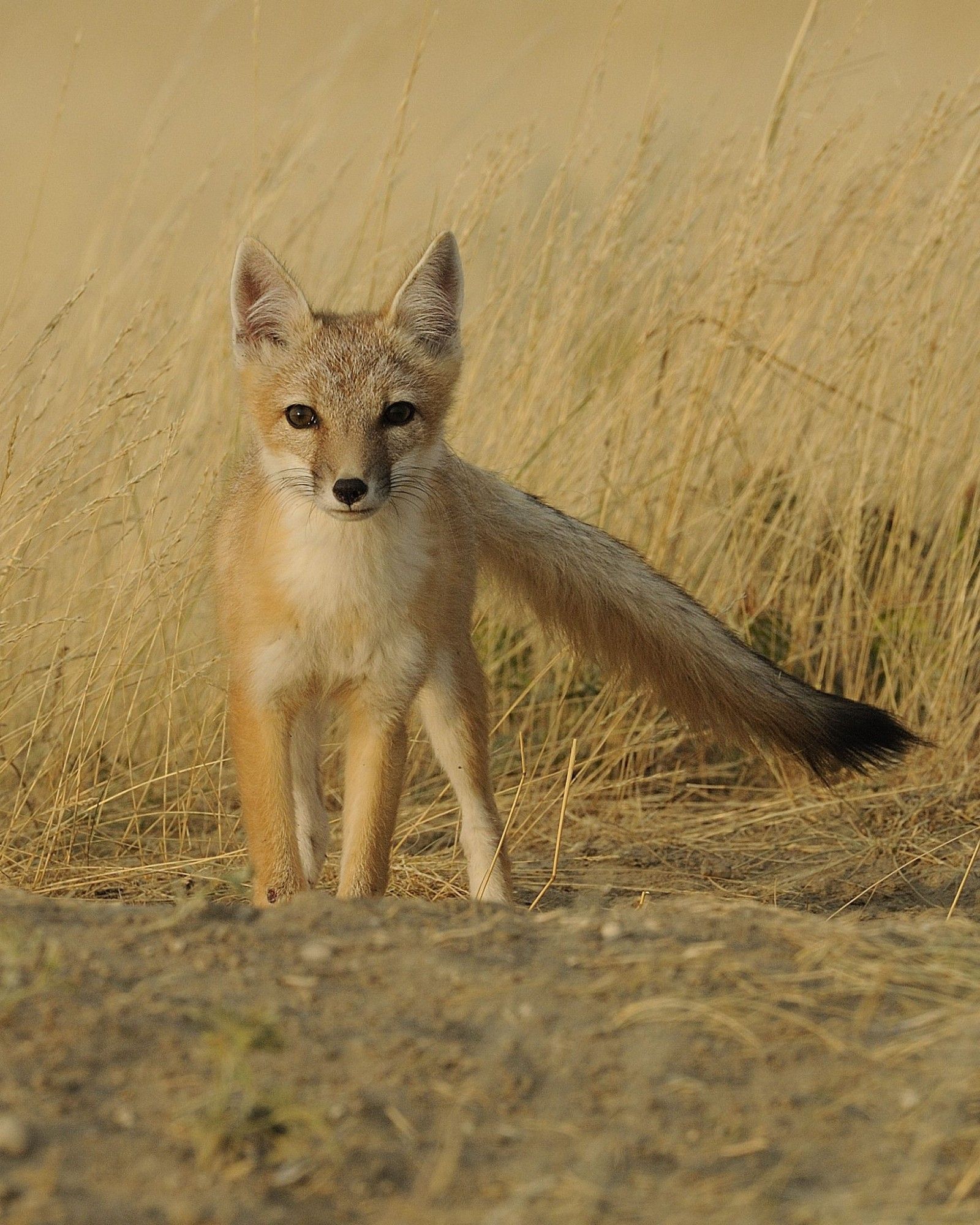 Another swift fox. This one is blending in with the dry grass, but is looking at the camera with an alert mien.