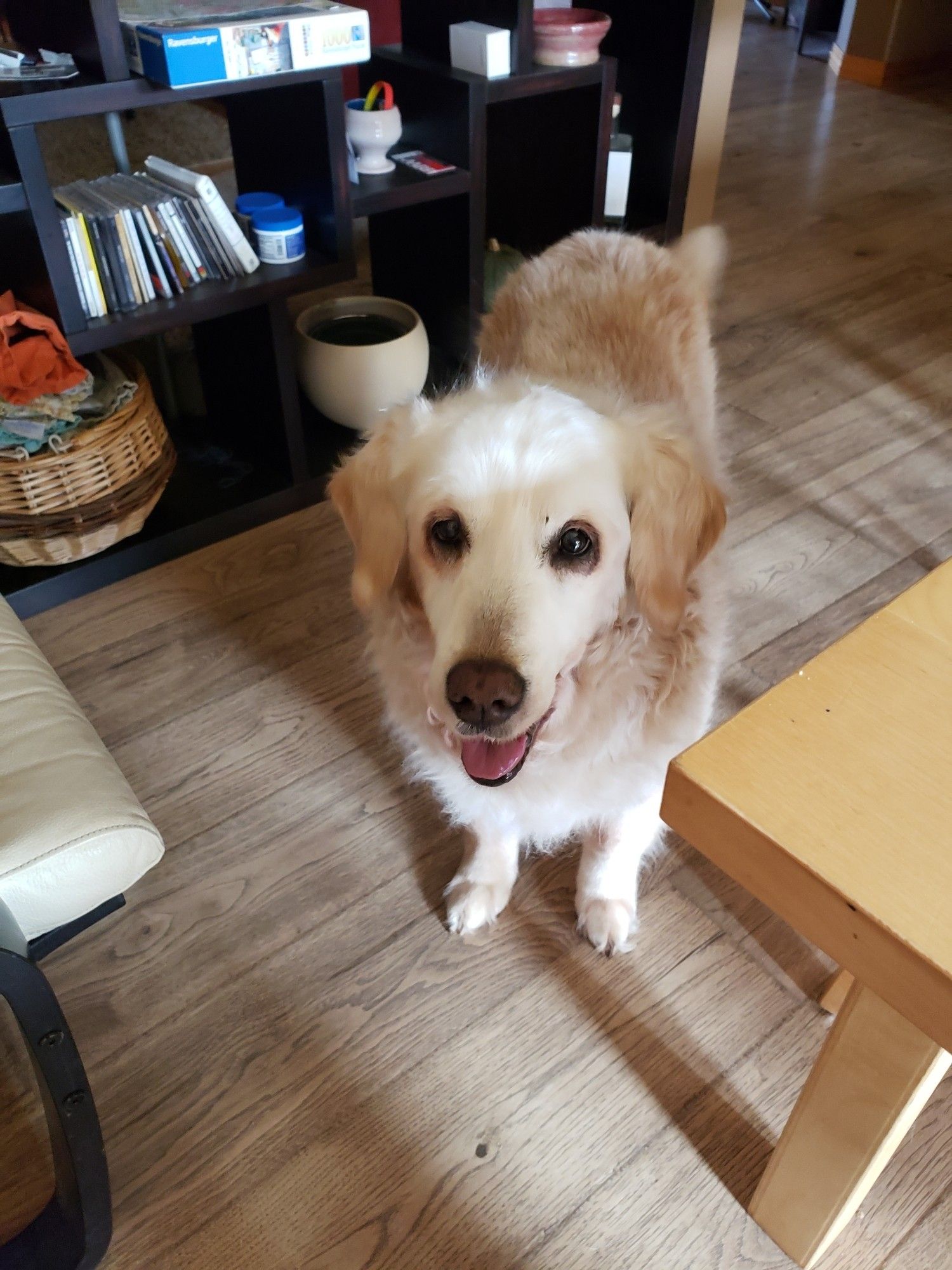 Divot,  a 14yo Golden Retriever, waits not so patiently for her human to share a bit of cheese from his pizza.