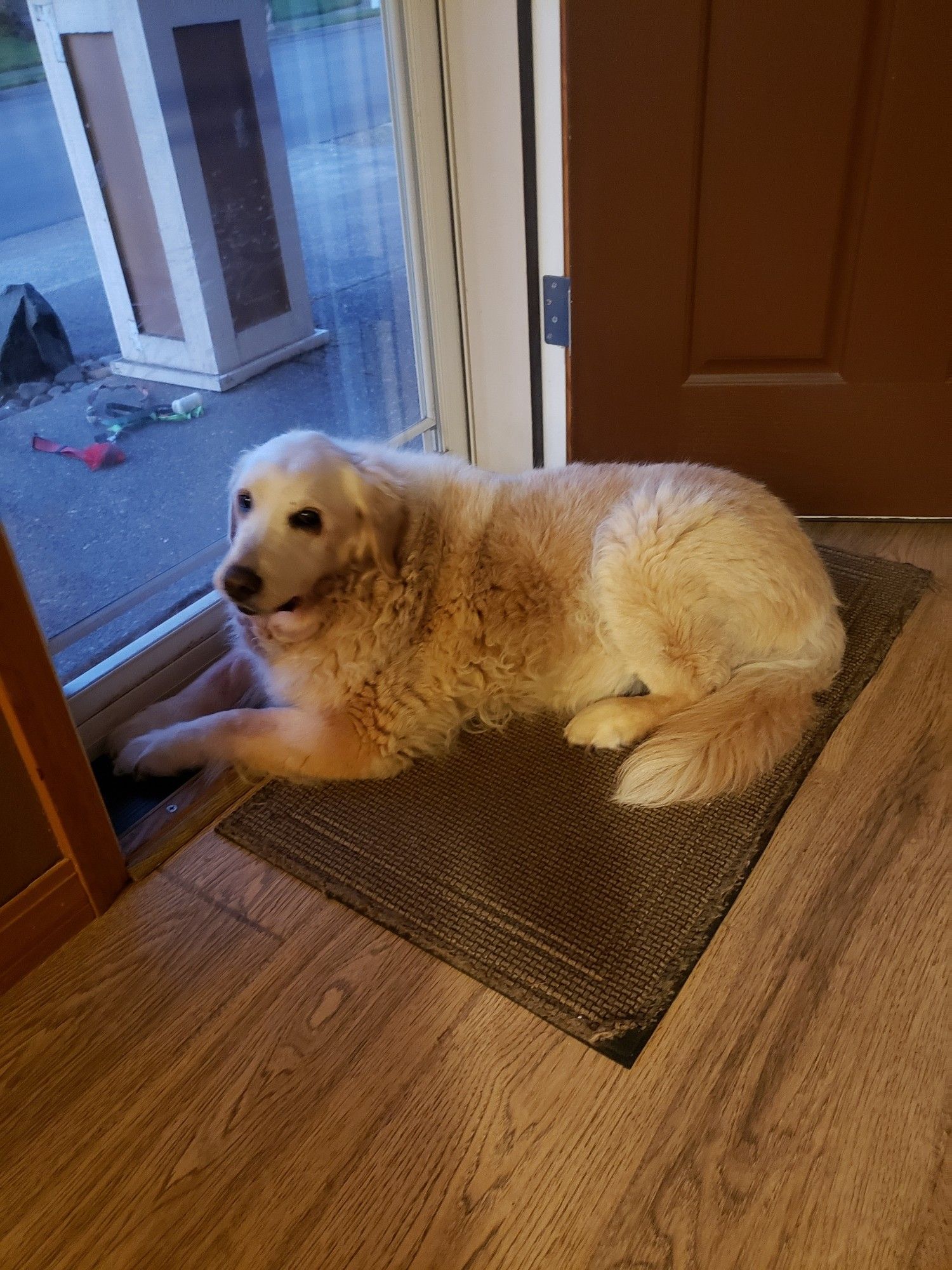 Divot, a 14yo Golden Retriever,  lounges by the front screen door. Her leash sits outside on the porch as evidence she was unwilling to join the female human on an evening walk.