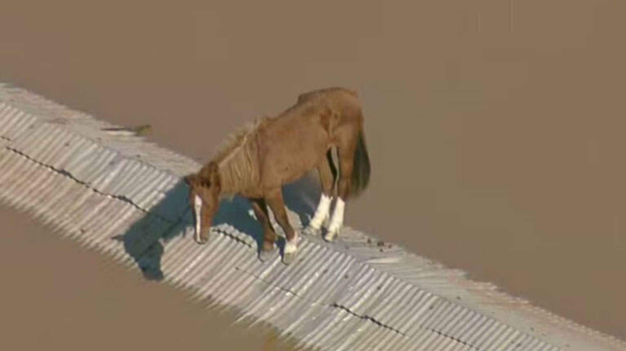 Cavalo em cima de um telhado, único lugar ainda seco onde ele podia se proteger.