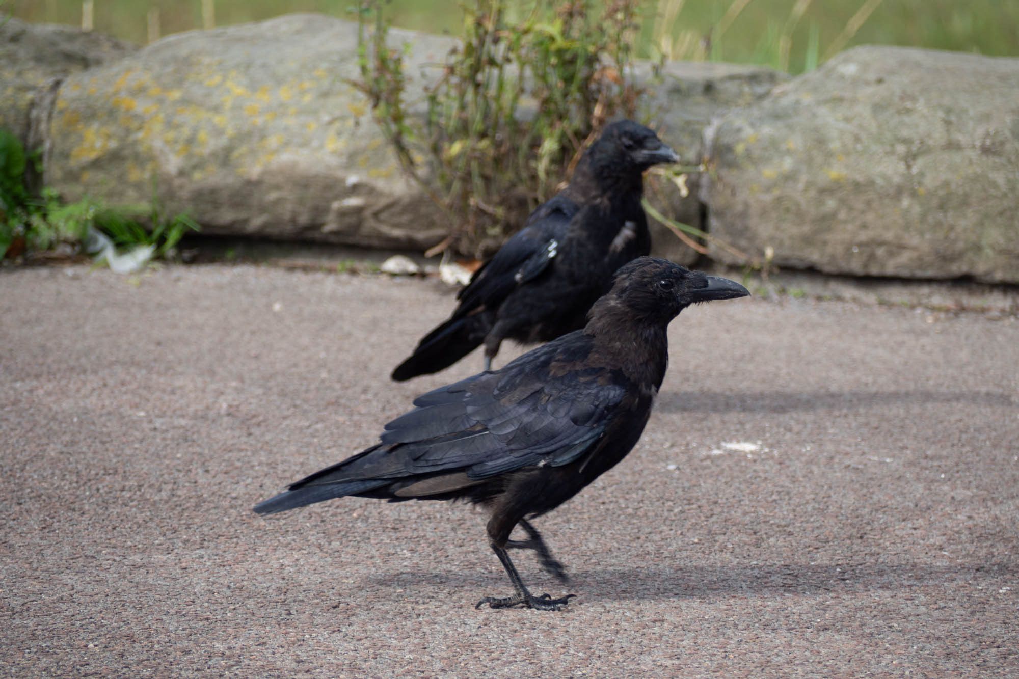 two scruffy looking crows on a pavement